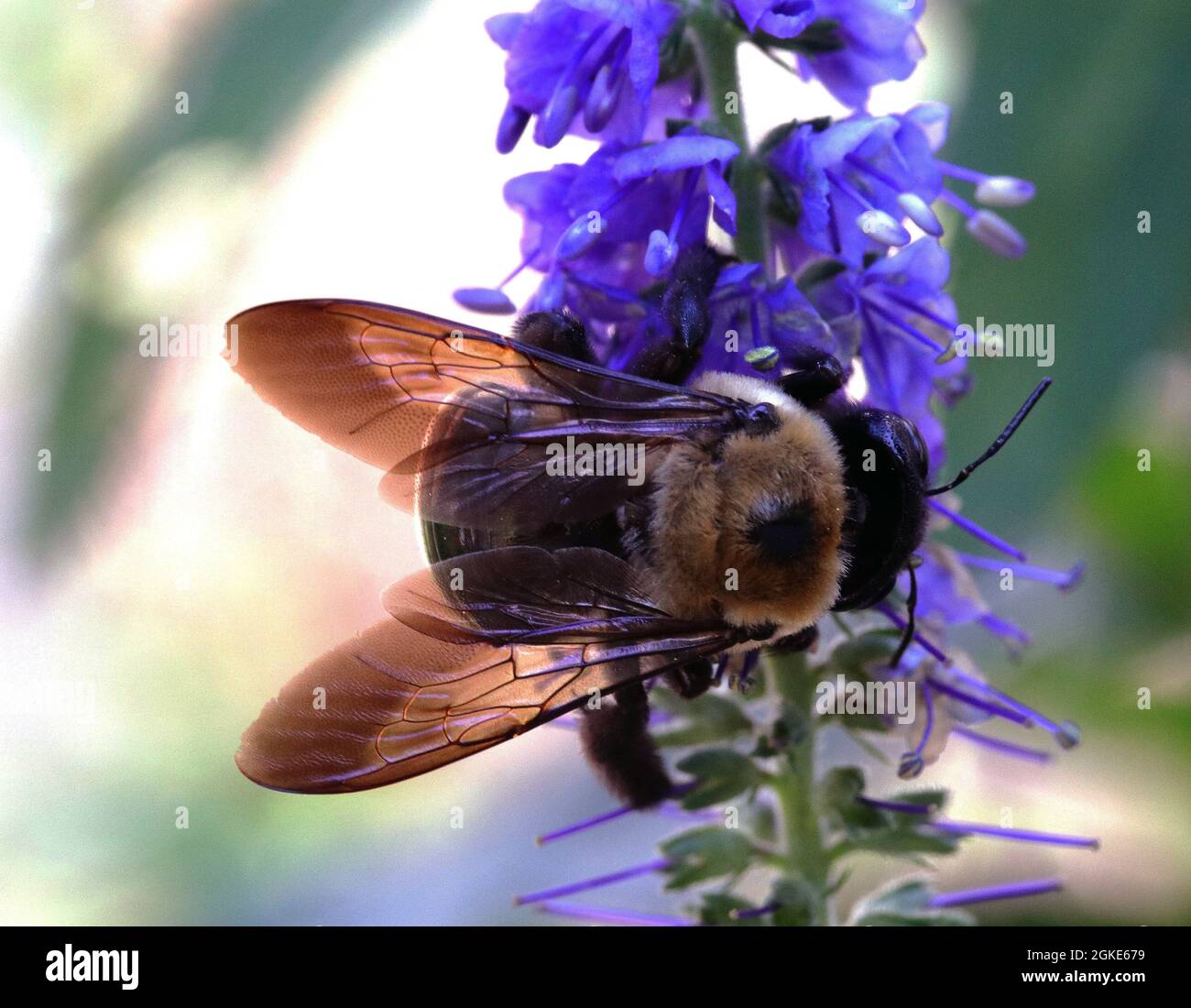 Macro maschio Eastern Carpenter bumblebee su fiori viola Foto Stock