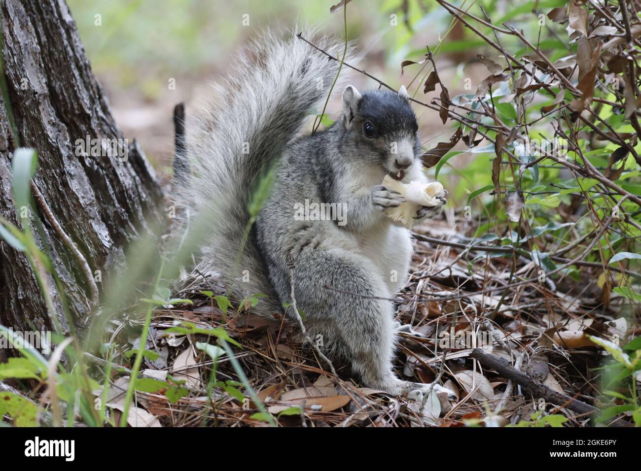 Southern Fox Squirrel in piedi sul terreno mangiare funghi Foto Stock