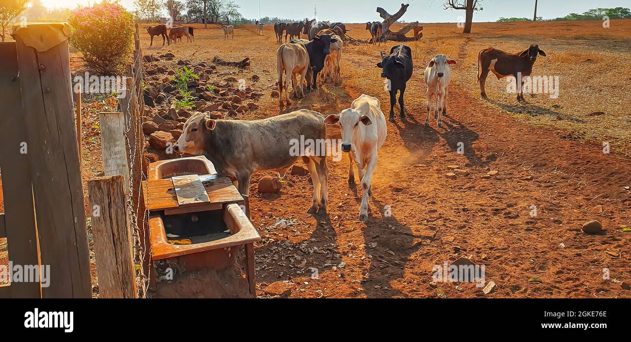 Mucche in cowhouse mangiare fieno al tramonto. Gruppo di mucche che che mangiano pascolo sulla fattoria. Foto Stock