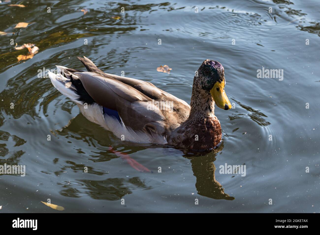 Primo piano di femmina anatra di mallardo che galleggia sull'acqua in giorno luminoso Foto Stock