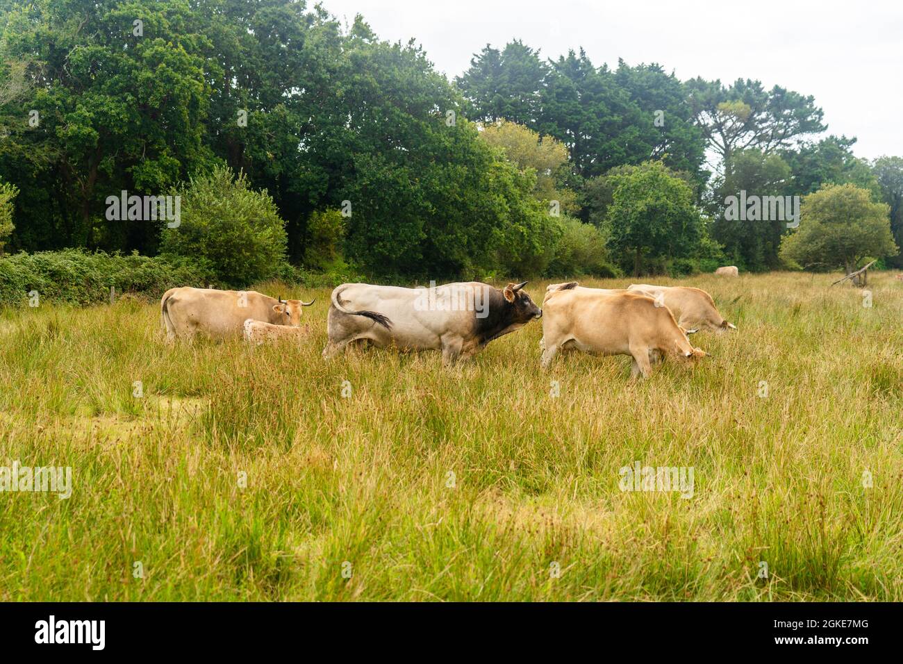Mucche limousine. Bestiame nella prateria francese. Mucche brune di razza francese la Maraisine pascolo pascolo nella regione francese settentrionale della Bretagna. Gratis Foto Stock