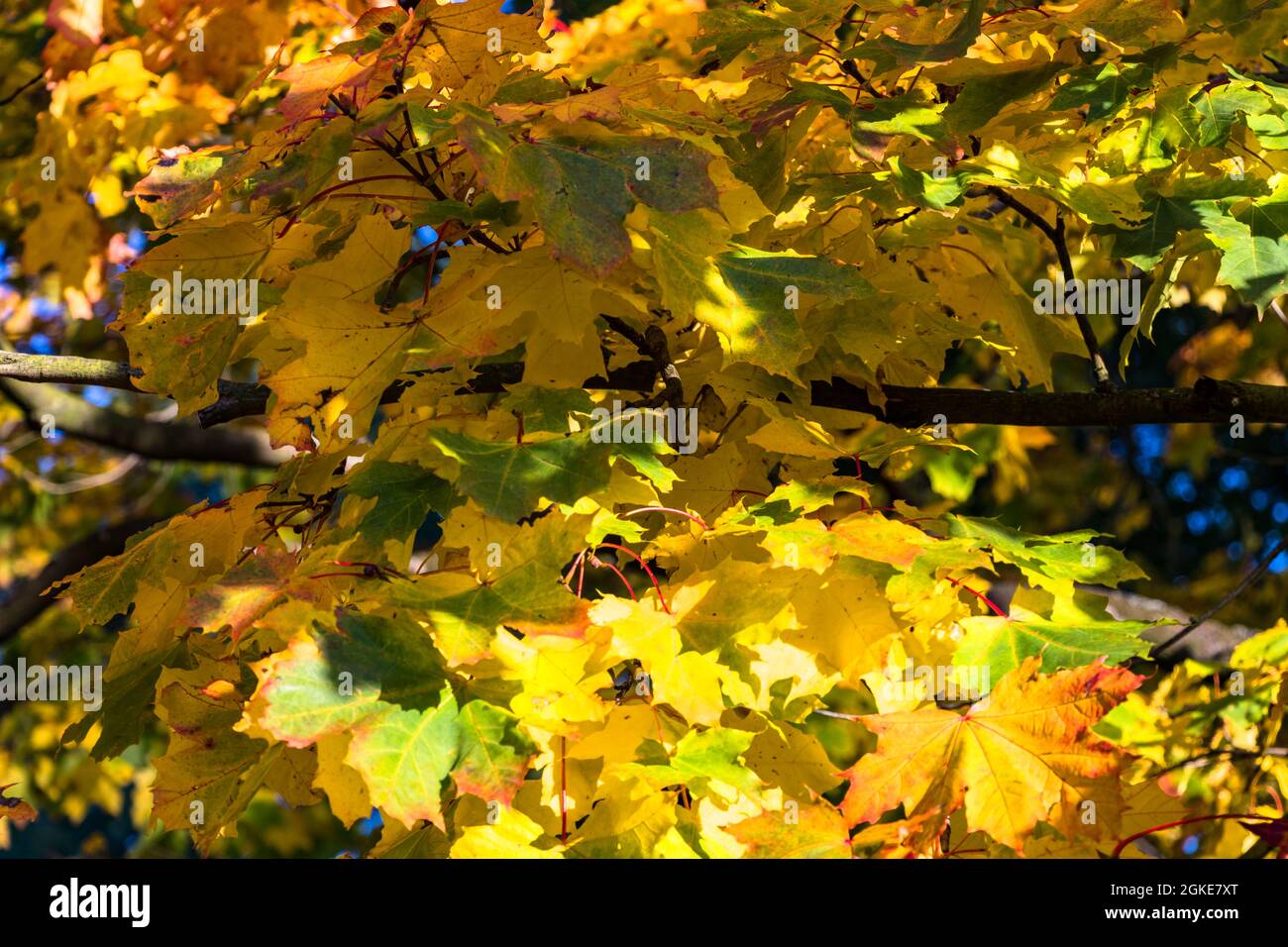 autunno foglie di acero giallo-verde su albero Foto Stock