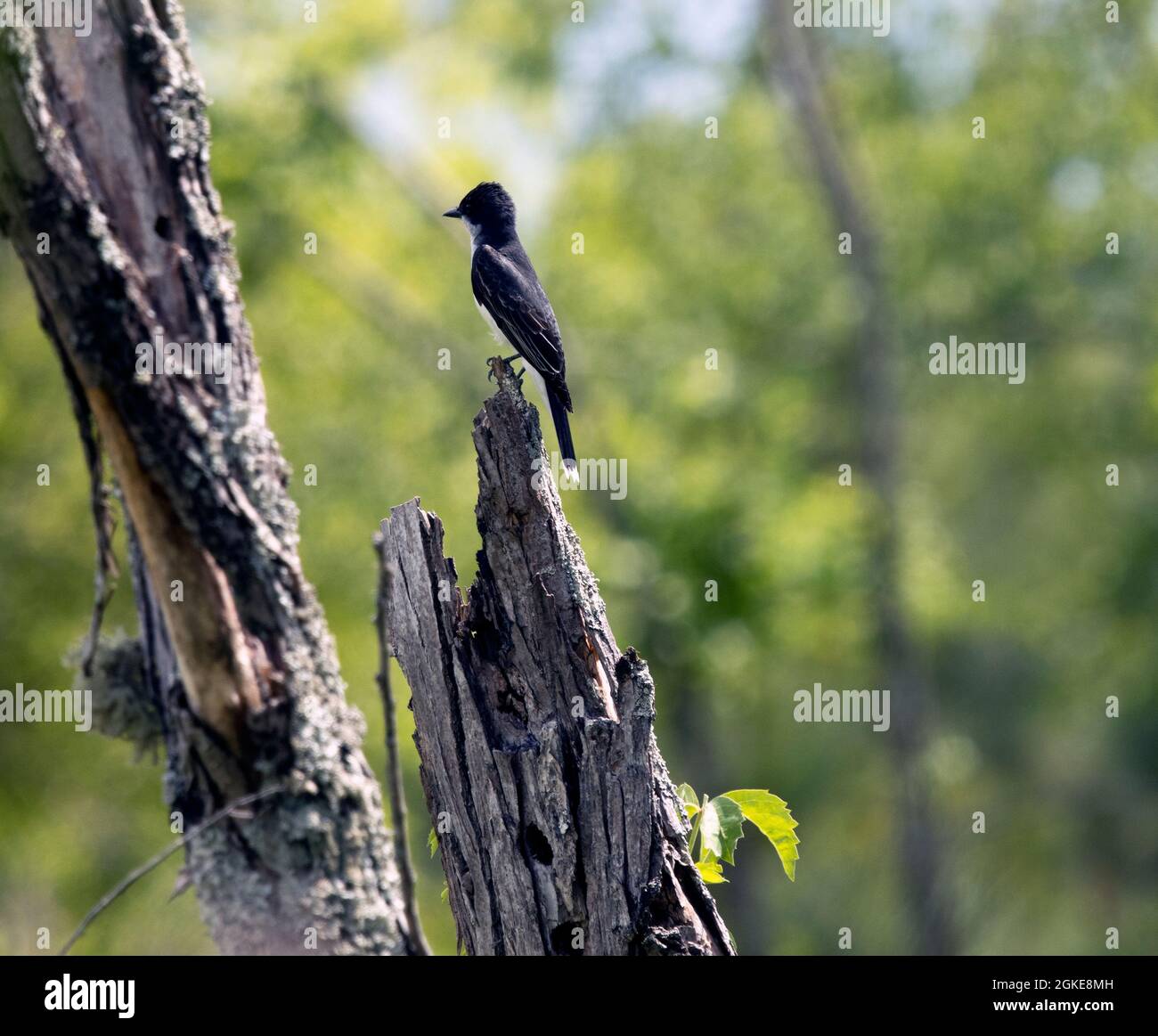 Kingbird orientale sul ramo morto in giorno di sole Foto Stock