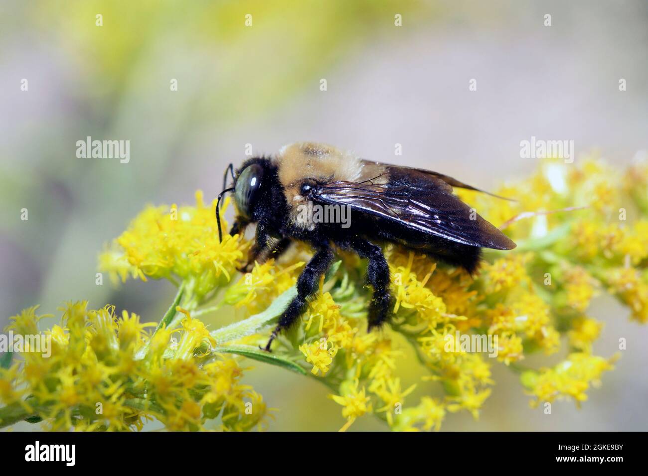 macro nero e giallo carpentiere ape su fiori gialli in una giornata di sole Foto Stock