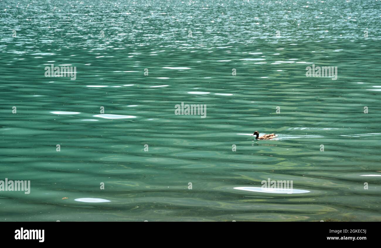Coraggioso bagno di anatra nelle fredde acque del lago di Anterselva Foto Stock