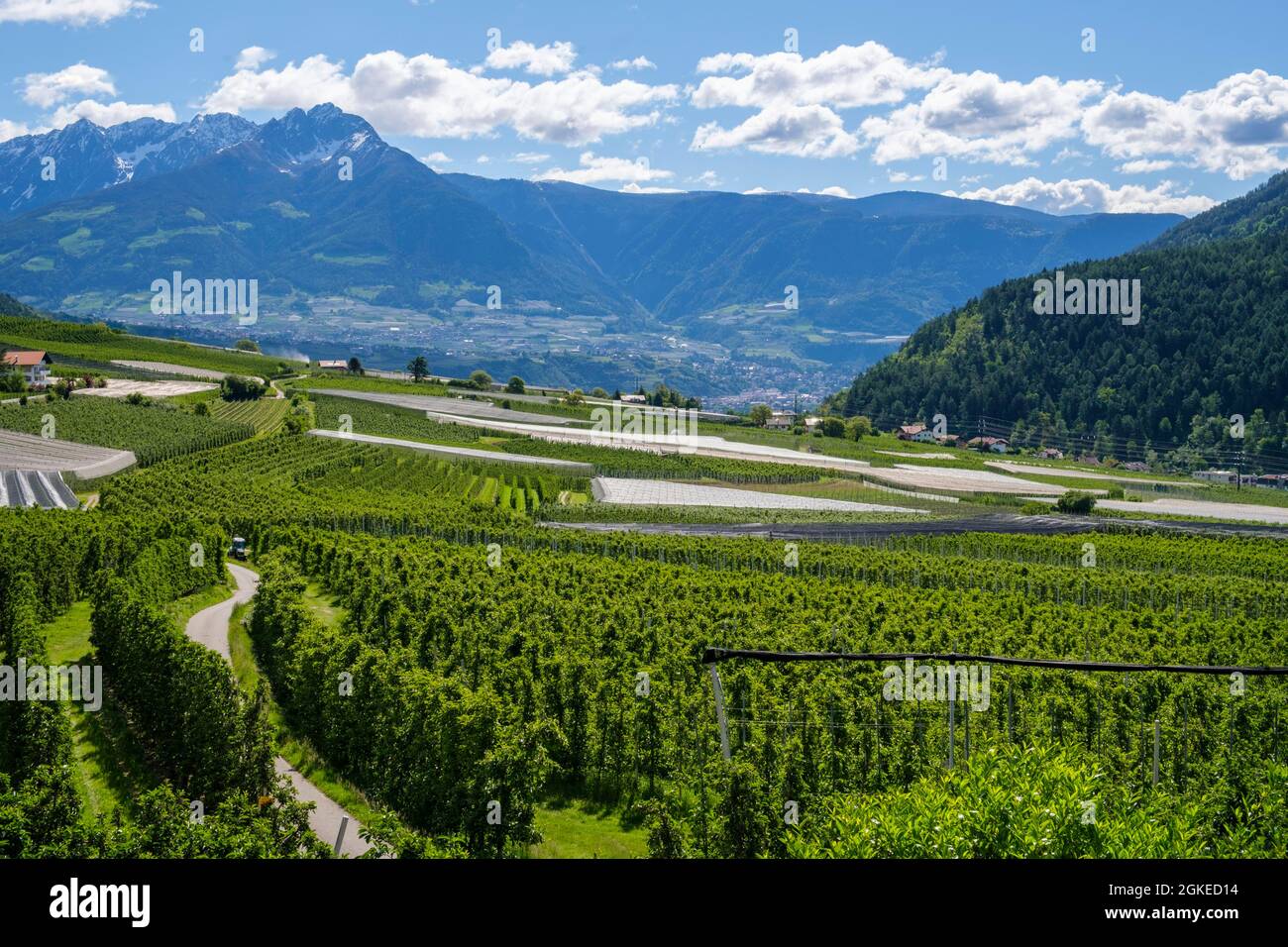 Frutticoltura, piantagioni, Partschins, Vinschgau, Alto Adige, Italia Foto Stock