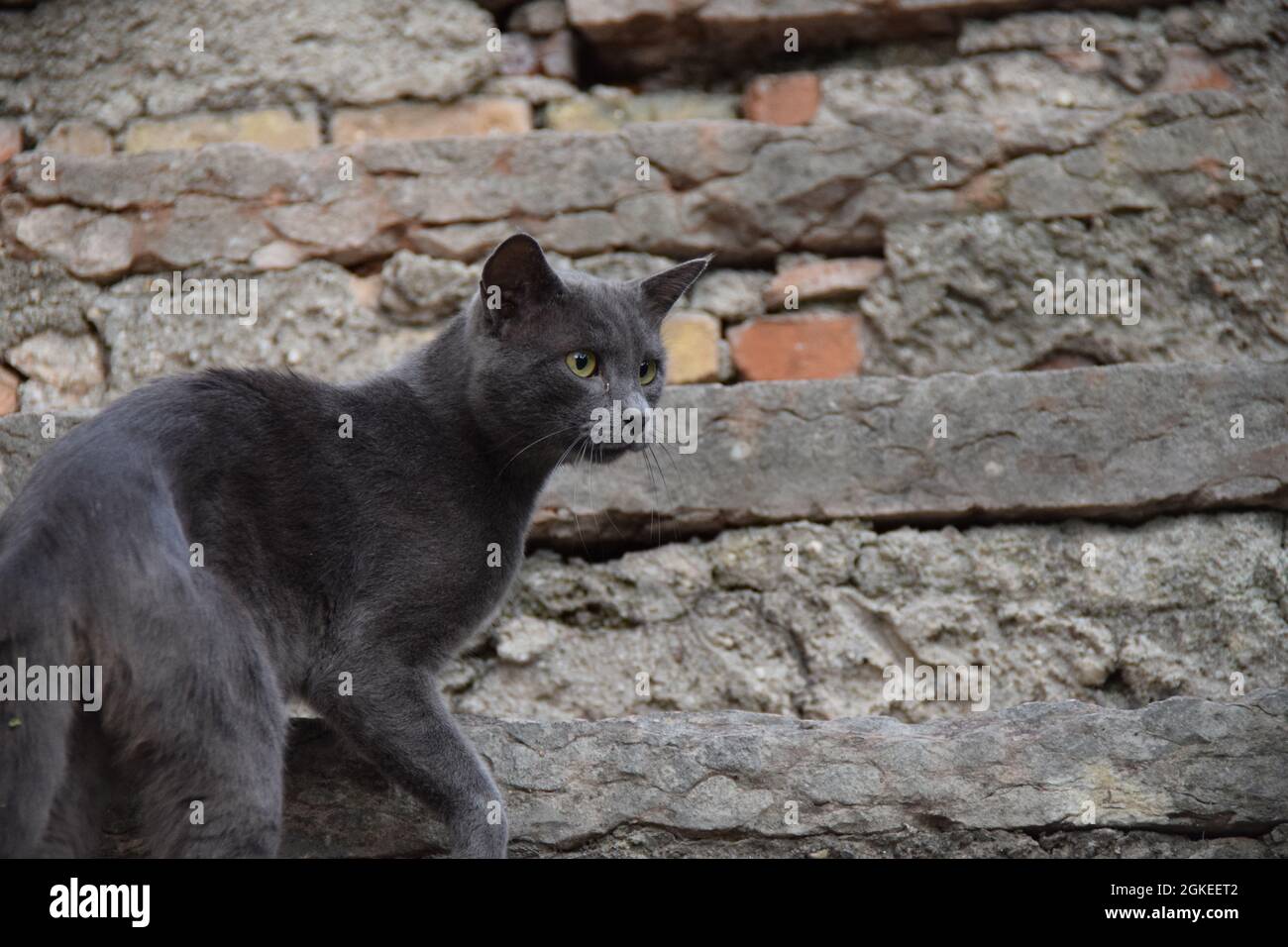 eine süße graue katze a malcesine am gardasee lago di garda dolce gatto Foto Stock