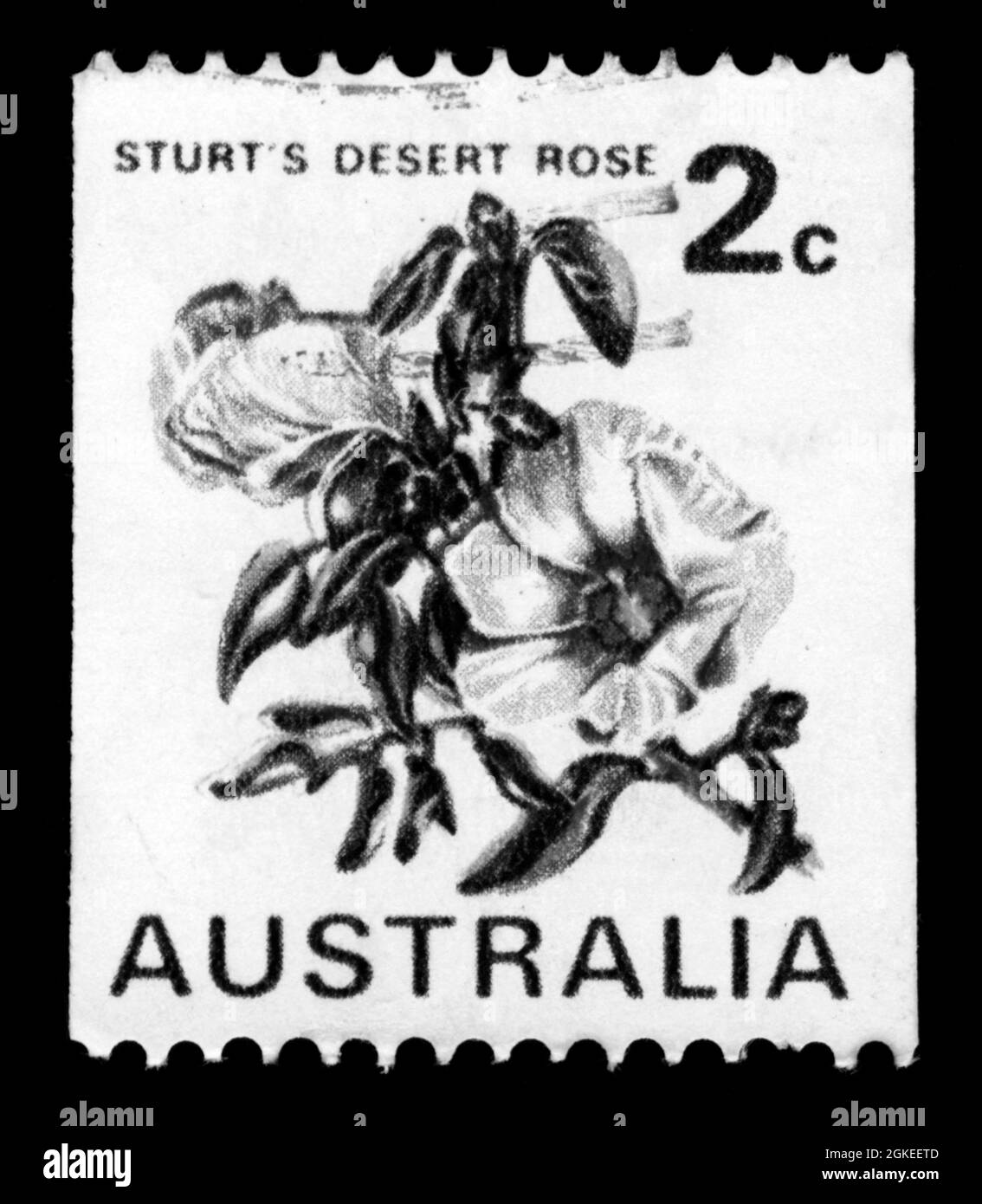 Stampa di francobolli in Auatralia, fiori, sturts deserto rosa Foto Stock