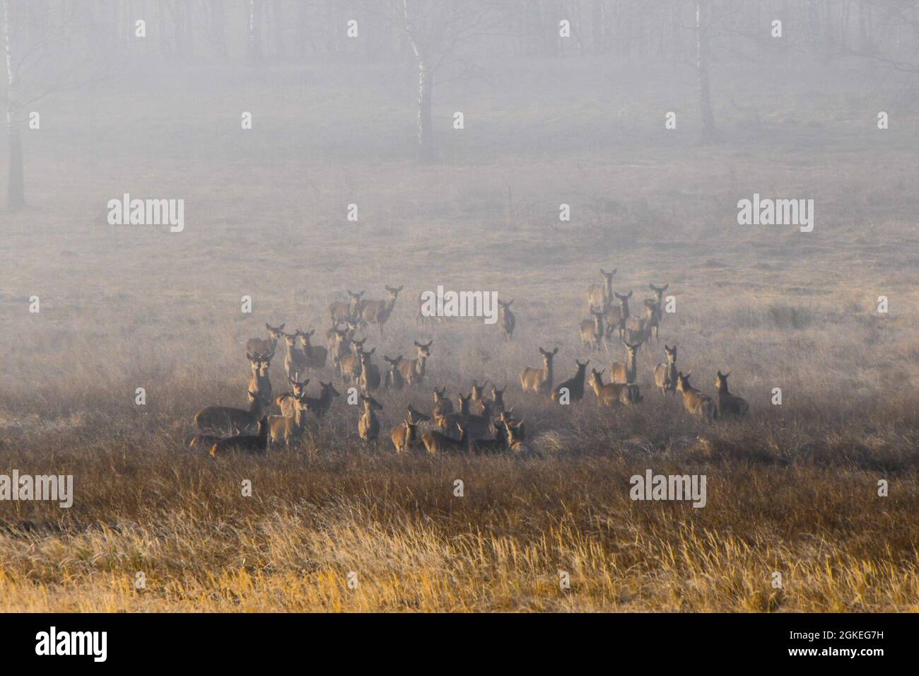 Un rangale di cervi pascolare il 30 marzo 2021 su Grafenwoehr Training Area, Grafenwoehr, Germania. Il 7° comando di addestramento dell'Esercito lavora con la Bundesforst tedesca per proteggere e sostenere l'ambiente in GTA. Importante sito natura 2000 in Baviera, GTA ospita centinaia di specie vegetali e animali. Foto Stock