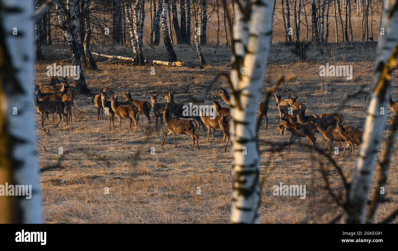 Un rangale di cervi pascolare il 30 marzo 2021 su Grafenwoehr Training Area, Grafenwoehr, Germania. Il 7° comando di addestramento dell'Esercito lavora con la Bundesforst tedesca per proteggere e sostenere l'ambiente in GTA. Importante sito natura 2000 in Baviera, GTA ospita centinaia di specie vegetali e animali. Foto Stock
