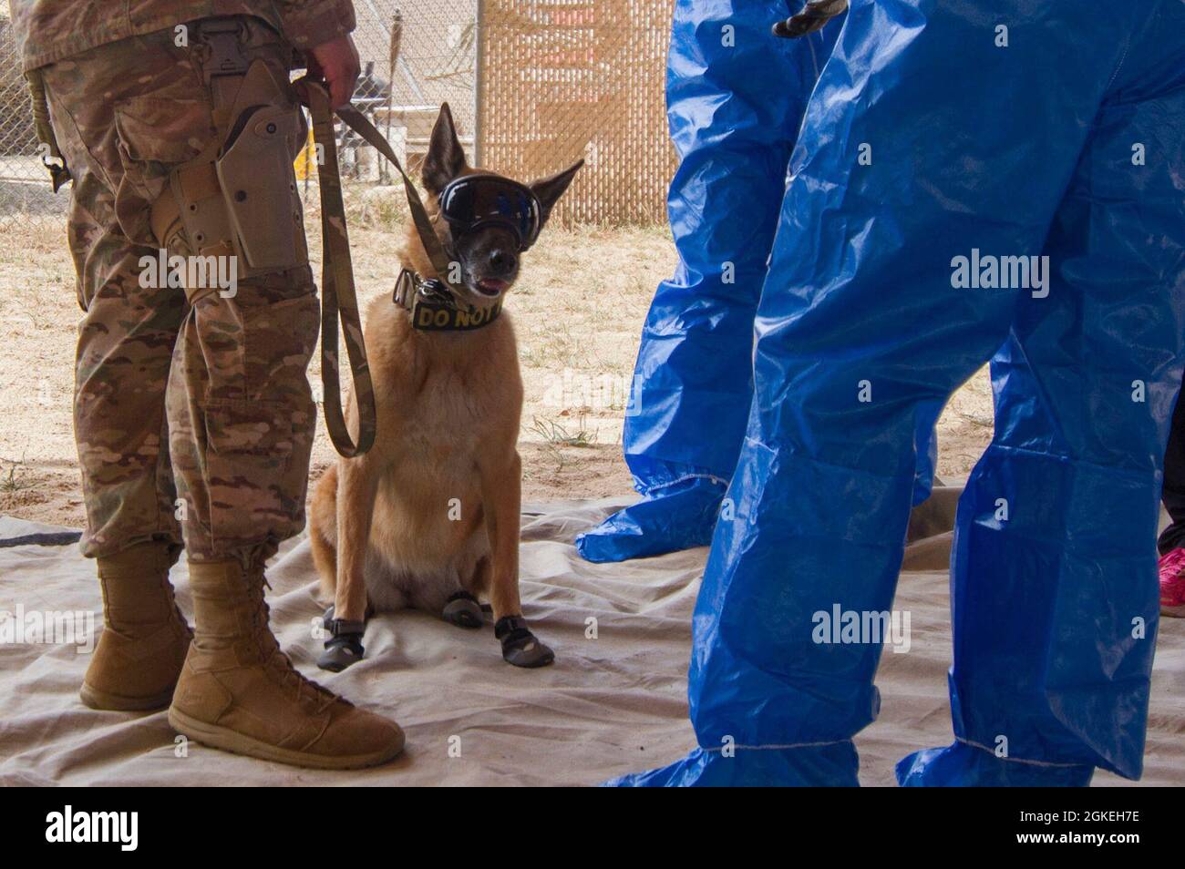 Il cane da lavoro militare Oopey, un Malinois belga che svolge il lavoro di pattuglia e rilevamento esplosivo, indossa gli indumenti protettivi e si siede con il suo gestore e i membri della 637a Chemical Company. Foto Stock