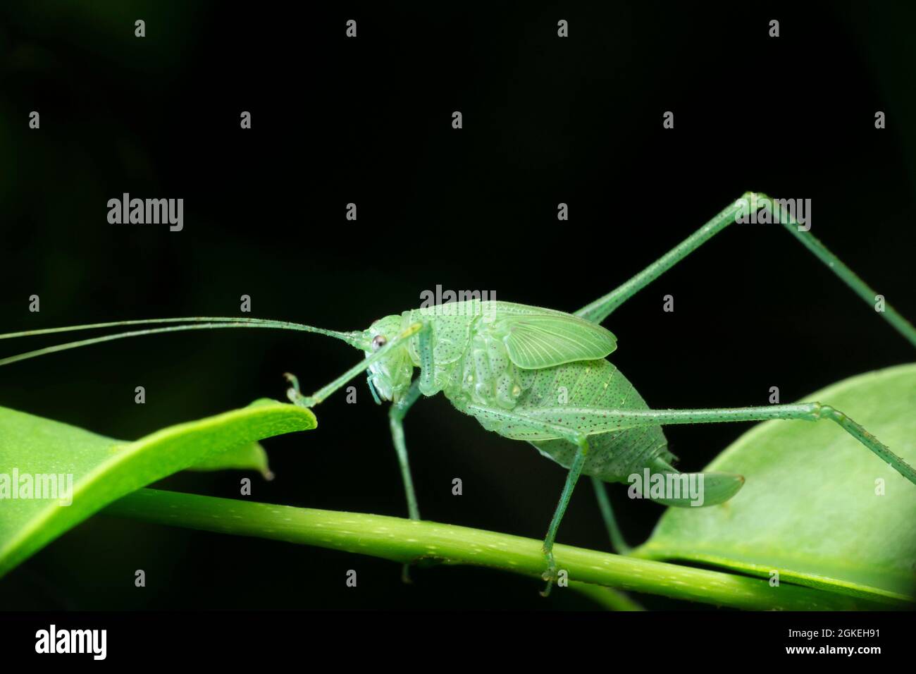 Foglie mimiche katydid ninfa, Tettigoniid specie, Satara, Maharashtra, India Foto Stock