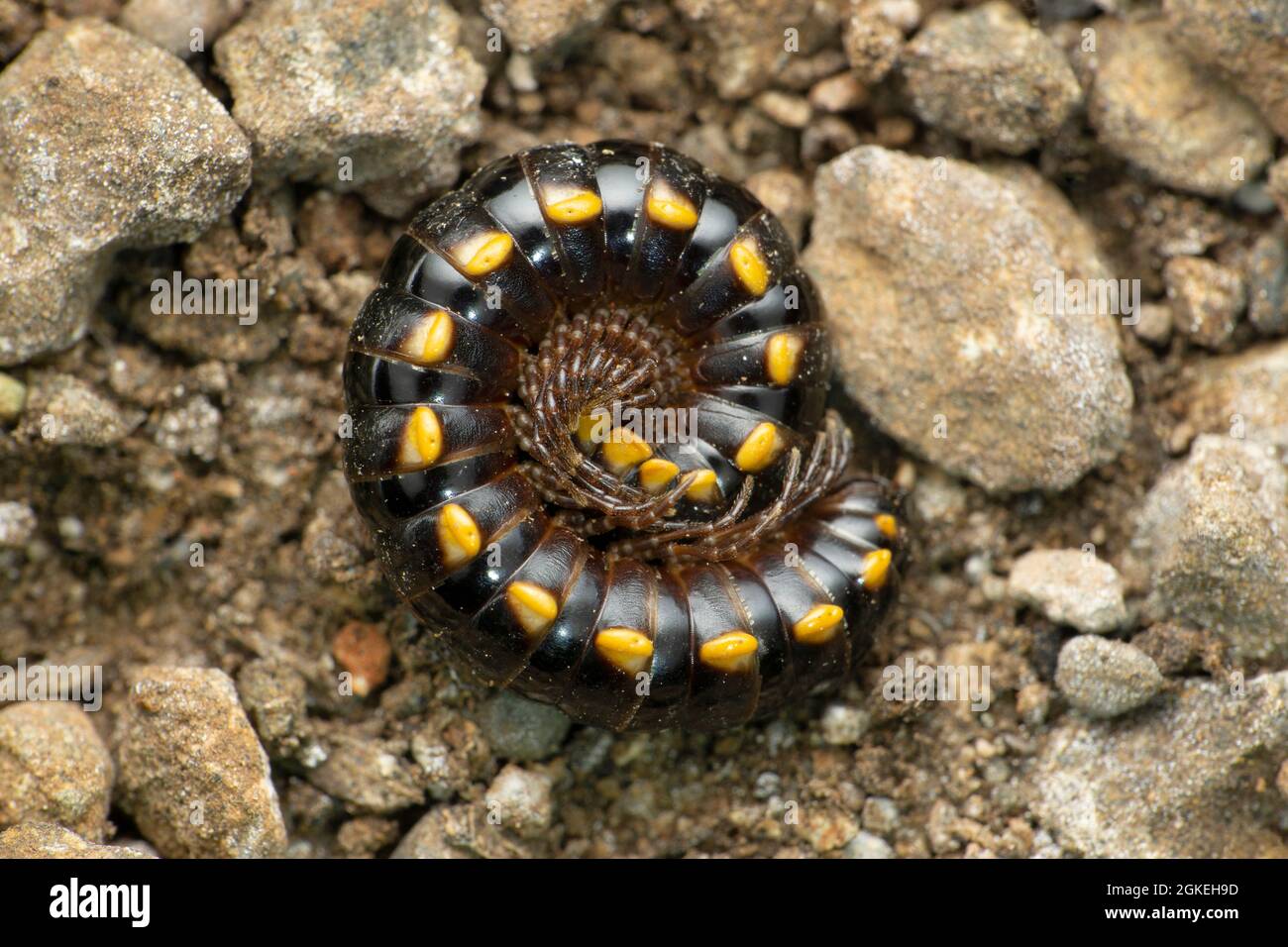 Milipede a macchie gialle, Harpaphe haydeniana, Satara, Maharashtra, India Foto Stock