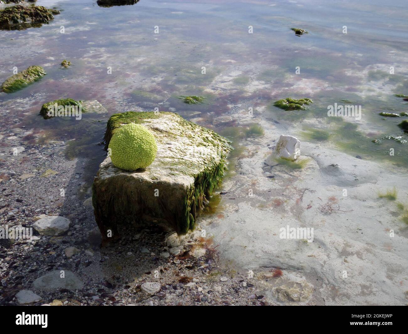La mela di Adamo sulla costa rocciosa del Mar Caspio. Ottobre è il mese. Foto Stock
