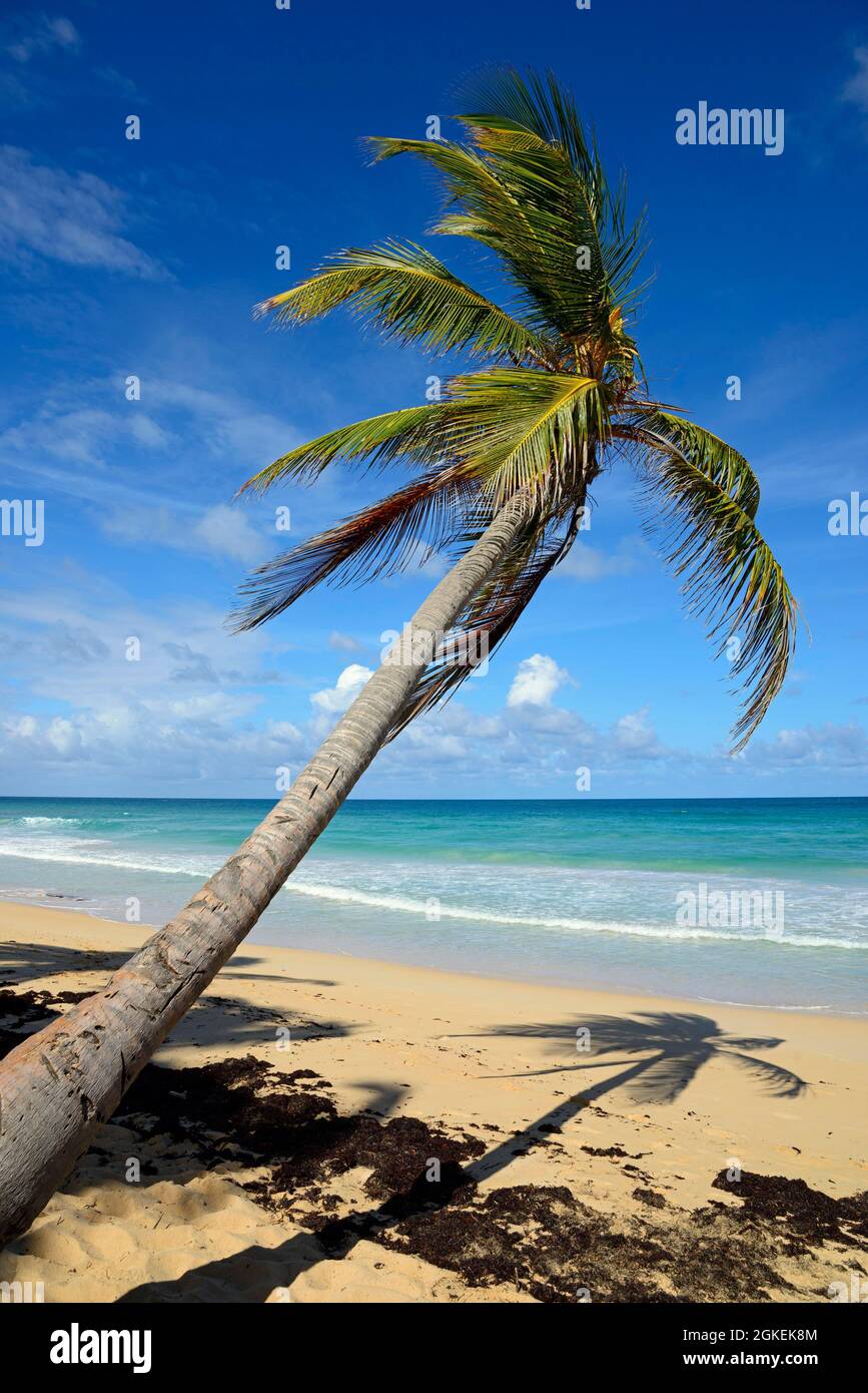 Alberi di palma in pendenza, spiaggia di El Macao, Punta Cana, Caraibi, America, Repubblica Dominicana Foto Stock