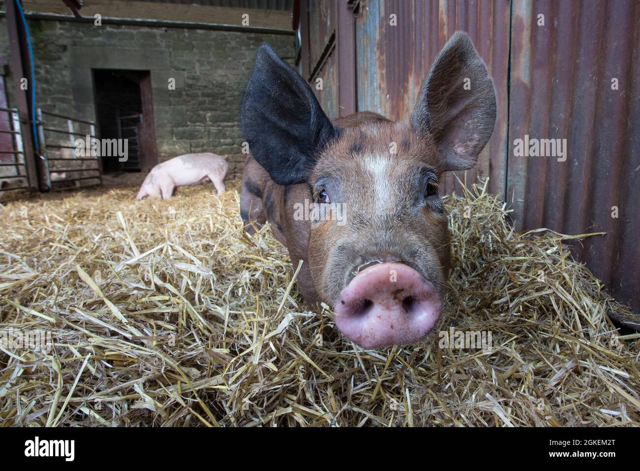 Suini in fienile, North Acomb Farm Shop, Northumberland, Regno Unito, Foto Stock