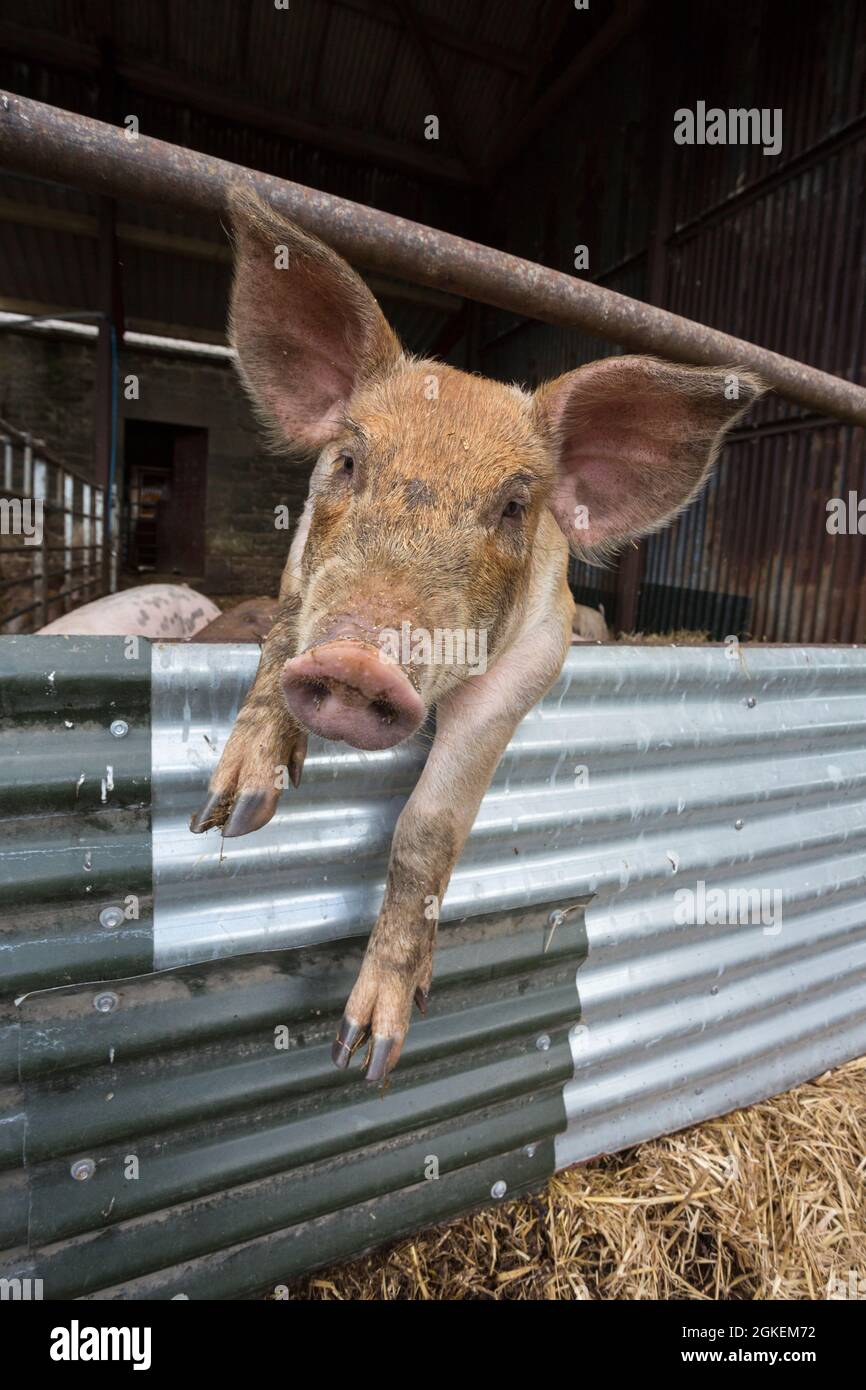 Maiale nel fienile, Nord Acomb Farm Shop, originariamente da Newcastle University di Cockle Park Farm, Northumberland, Regno Unito Foto Stock