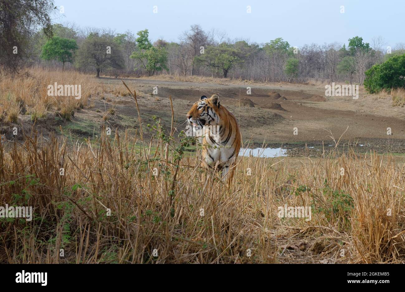 Tigre di Bengala femminile (Panthera tigris tigris), Tadoba Andhari Tiger Reserve, Maharashtra state, India Foto Stock