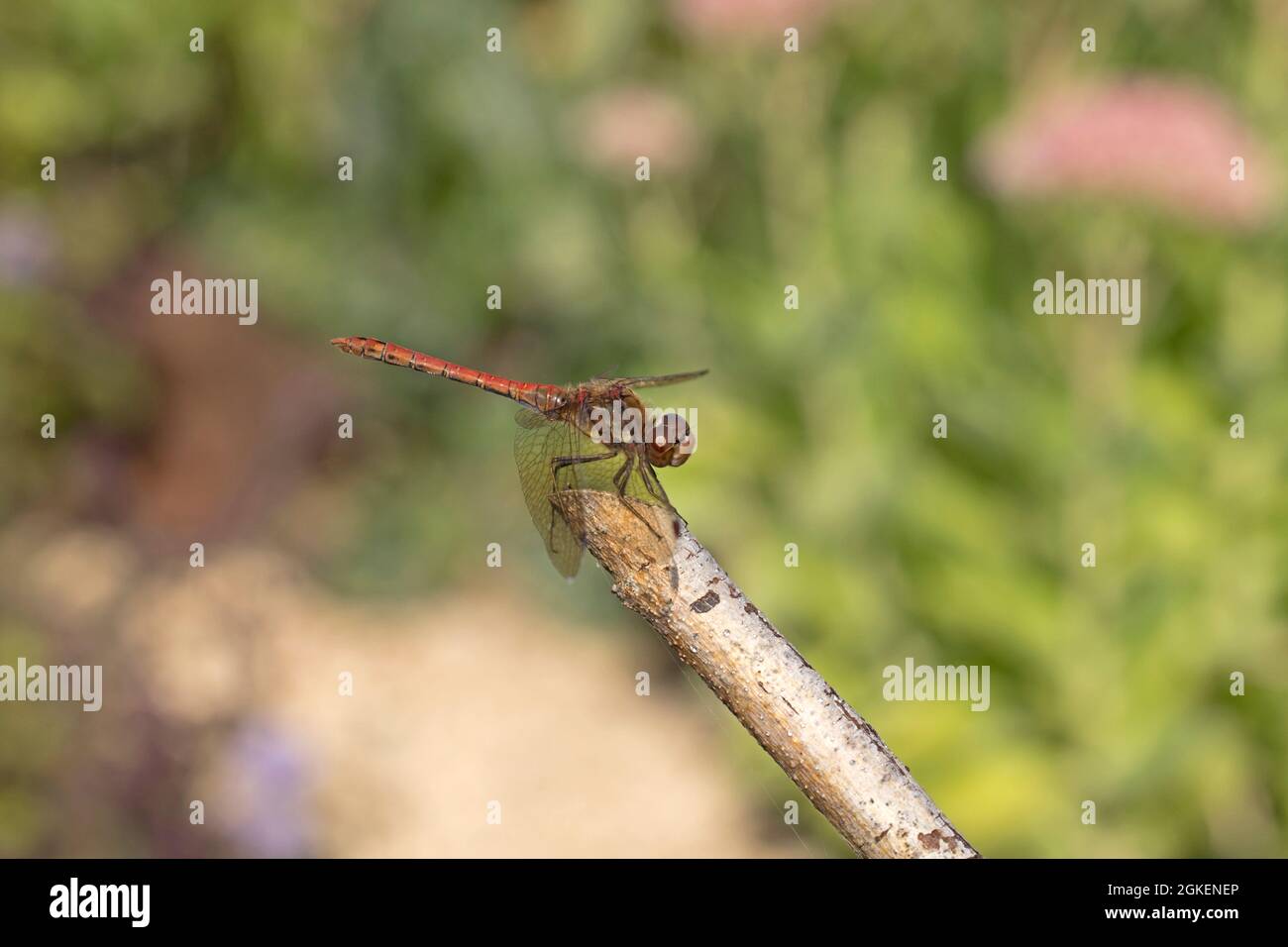 Single maschio comune darter dragonfly Sympetrum striolatum appollaiato sul torchio morto Costwolds UK Foto Stock