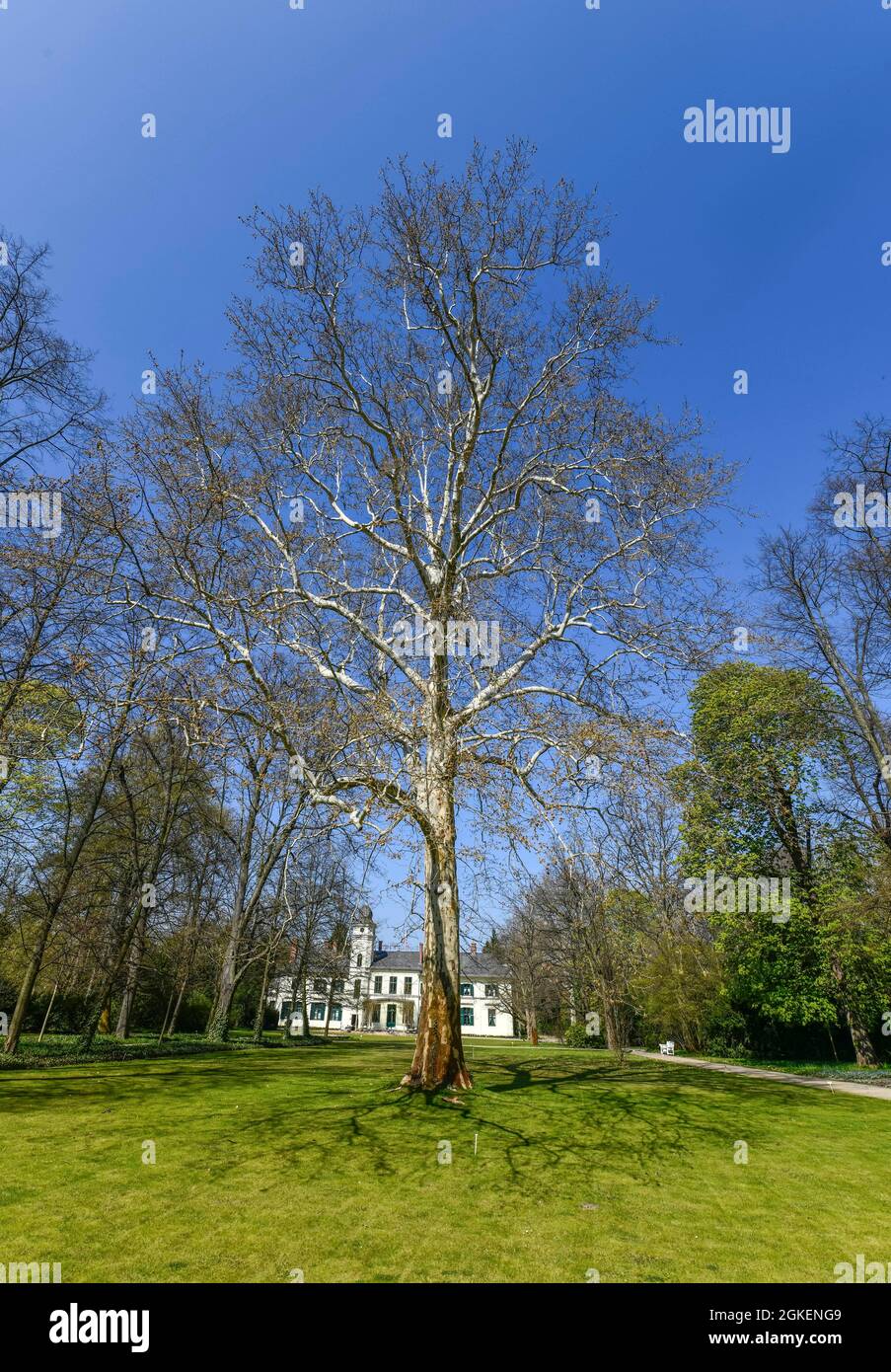 London planetree (Platanus acerifolia) Garden, Britzer Schloss, Alt-Britz, Neukoelln, Berlino, Germania Foto Stock
