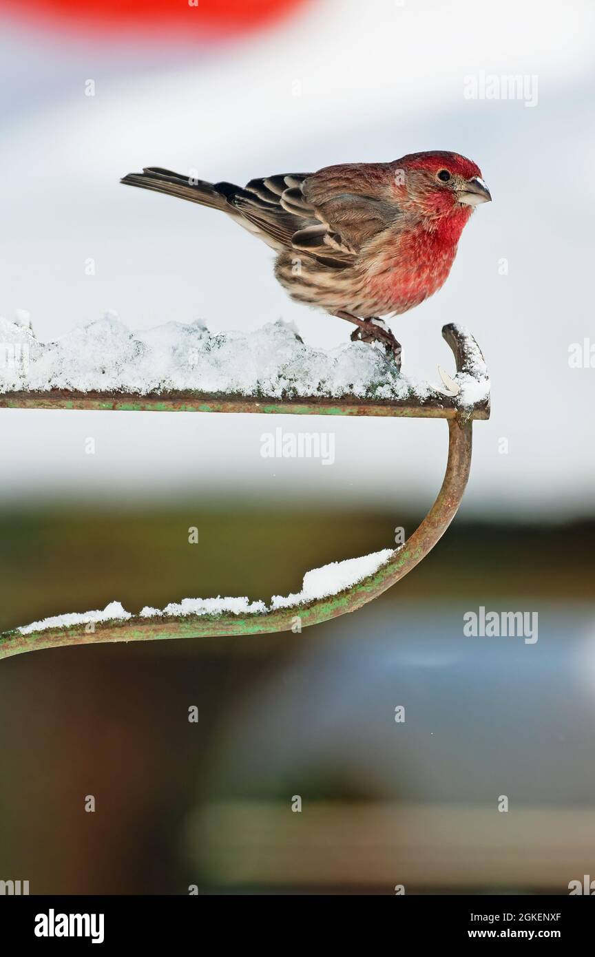 Finch casa maschile arroccato su un rastrello in inverno Foto Stock