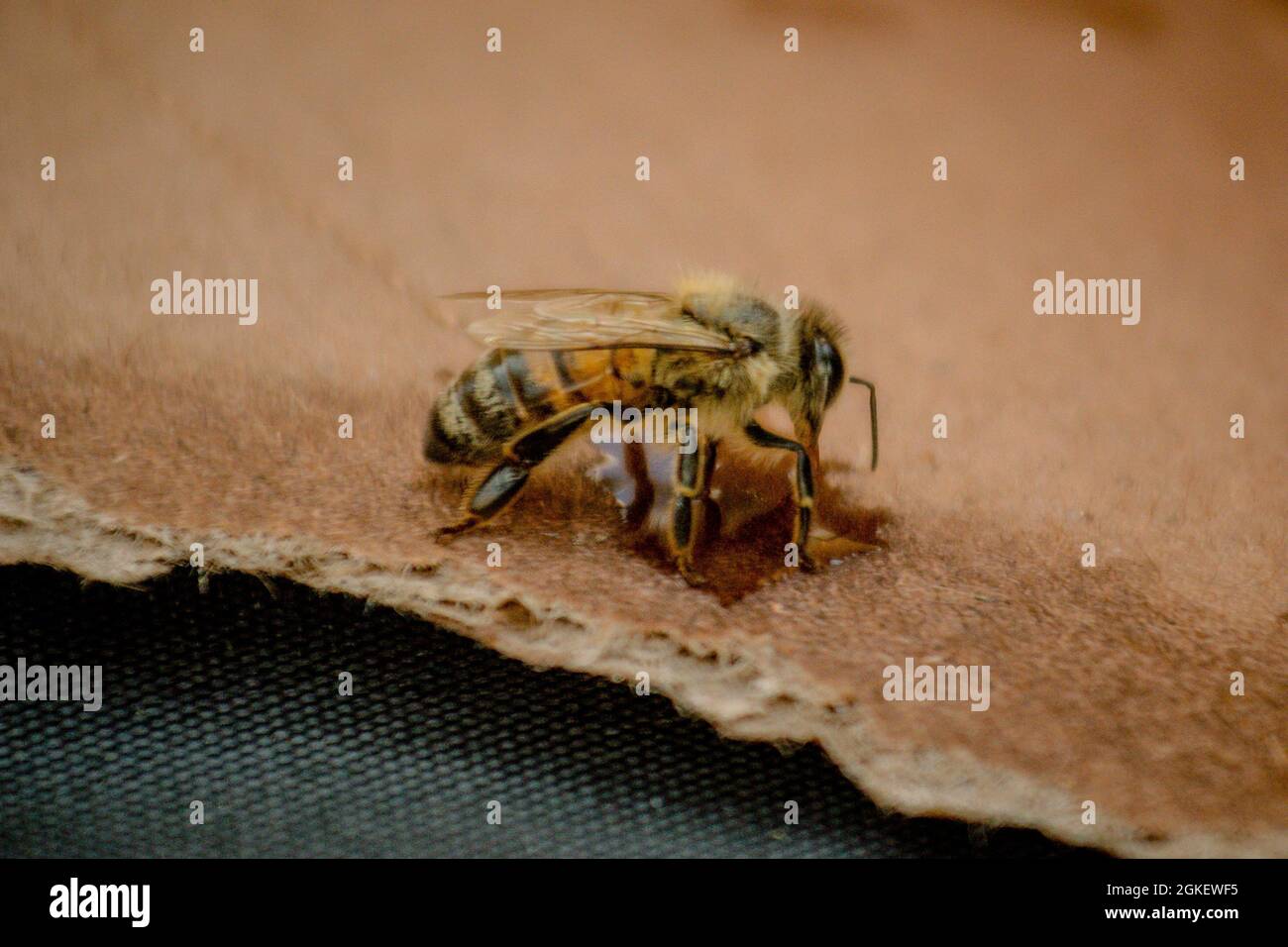 Cagly honeybee feasting su una piccola goccia di miele messo su un pezzo strappato di cartone. L'ape si recuperò e volò via. Foto Stock
