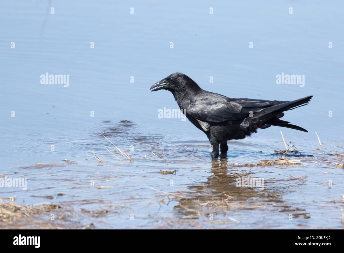 Corvo americano, corvo americano, corvo americano, corvo americano, corvo, uccelli (Corvus) songbirds, uccelli, uccelli, corvo brachyrhyn americano Foto Stock
