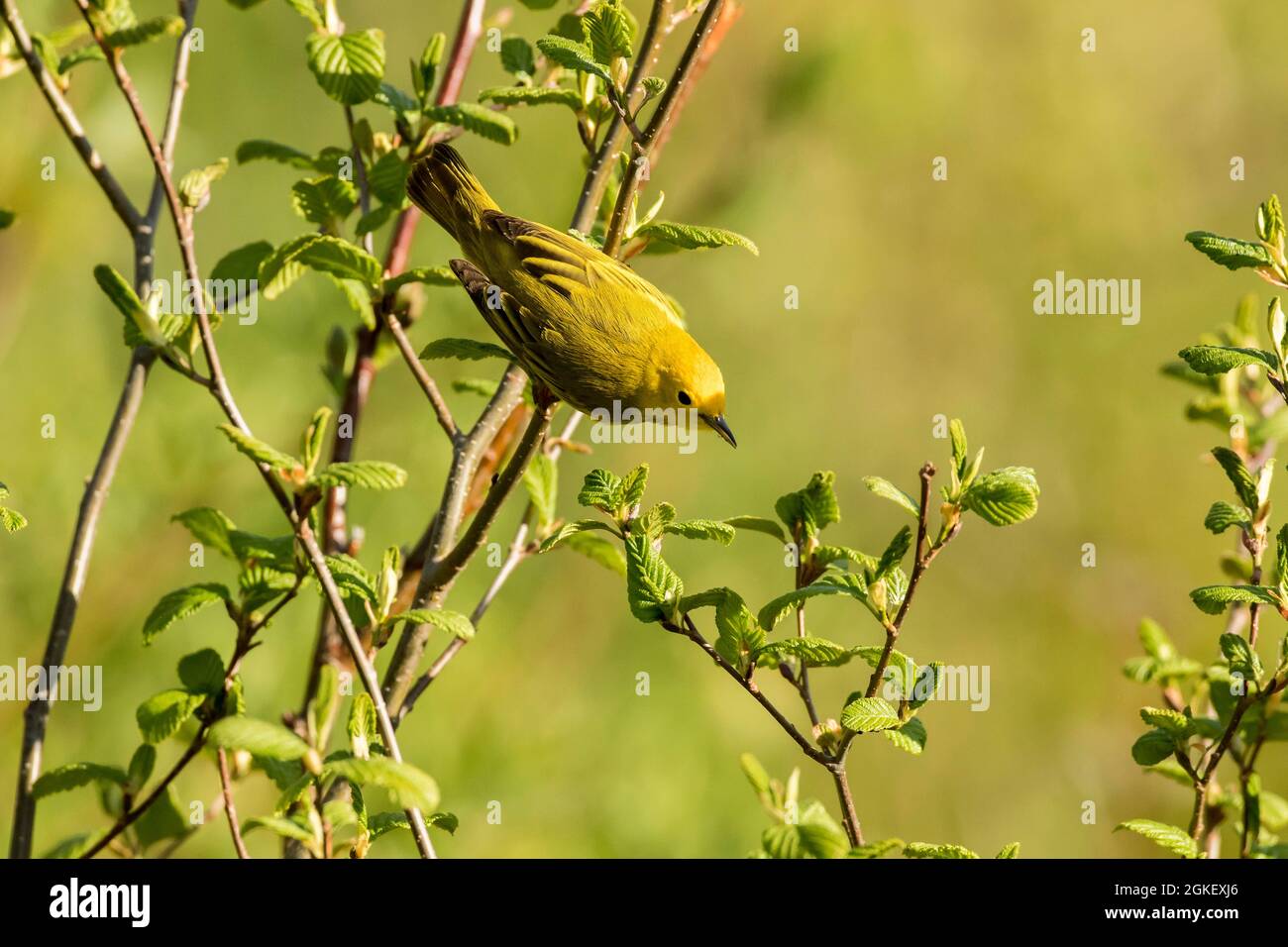 Verruca gialla, verruca gialla (Setophaga petechia), uccelli songbirds, animali, Uccelli, verruca gialla americana, Parco nazionale di Forillon, Quebec, Canada Foto Stock