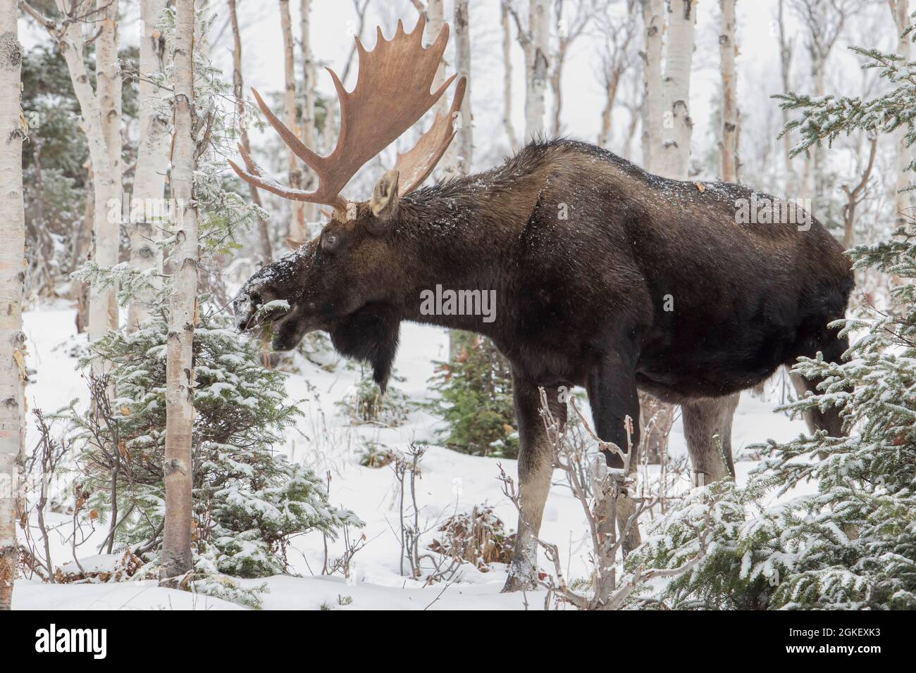 toro di alce dominante che si nutre di balsamo abete a fine autunno, Gaspestine National Park, Quebec, Canada Foto Stock