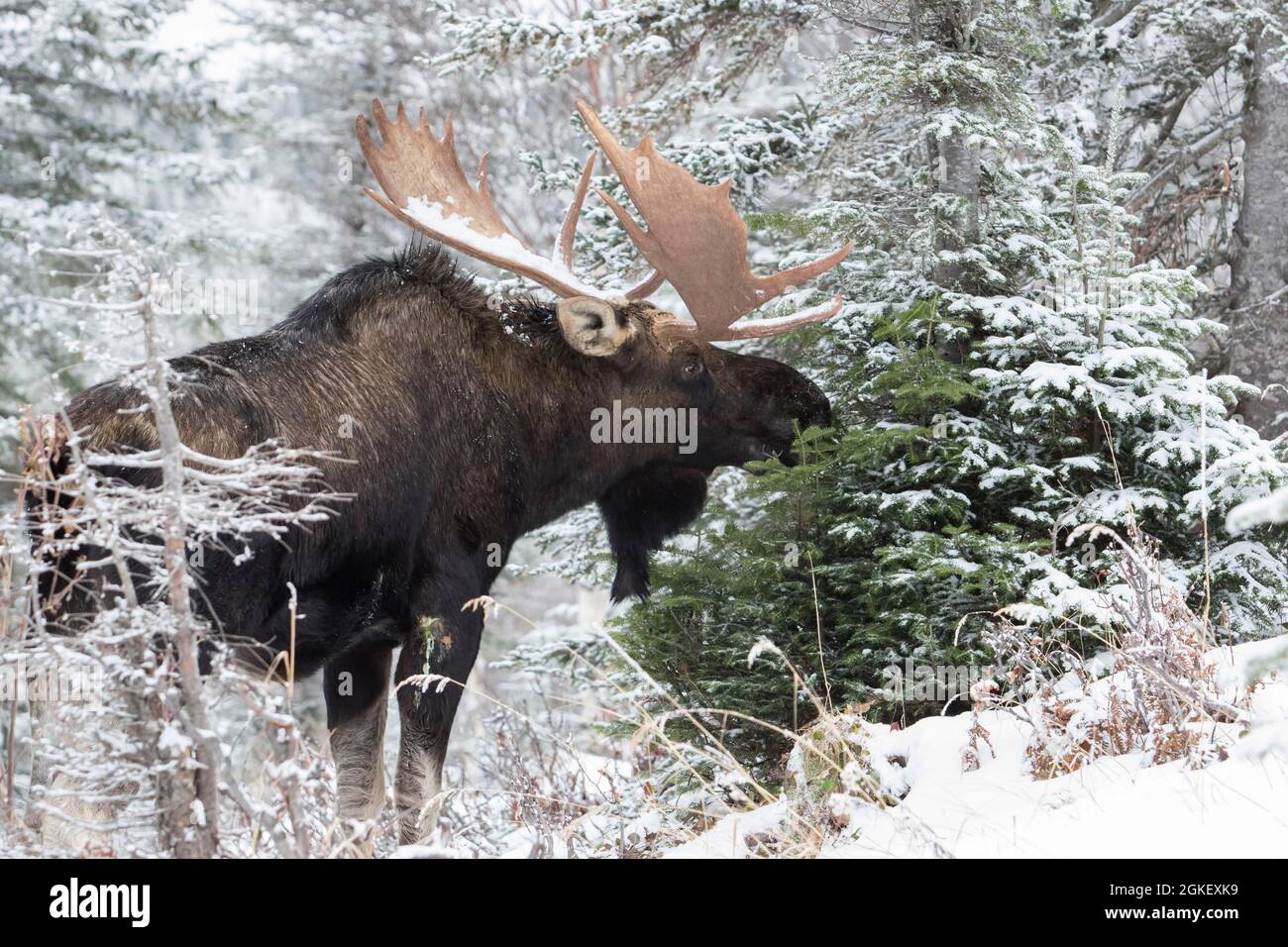 toro di alce dominante che si nutre di balsamo abete a fine autunno, Gaspestine National Park, Quebec, Canada Foto Stock