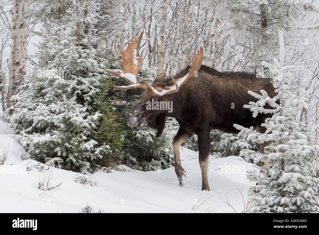 toro di alce dominante che si nutre di balsamo abete a fine autunno, Gaspestine National Park, Quebec, Canada Foto Stock