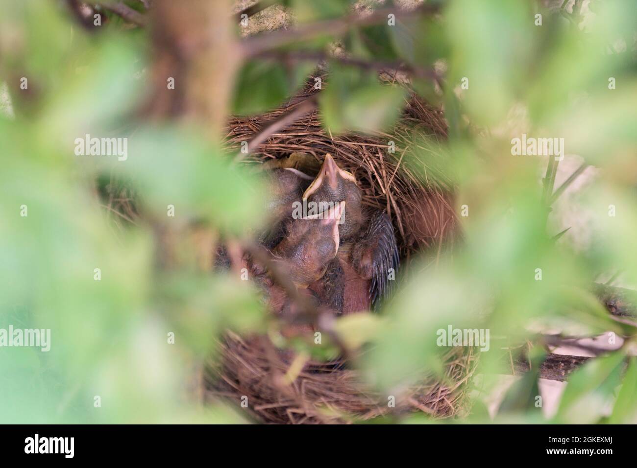 Blackbirdsest (Turdus merula), pulcini, uccello nero, bassa Sassonia, Germania Foto Stock