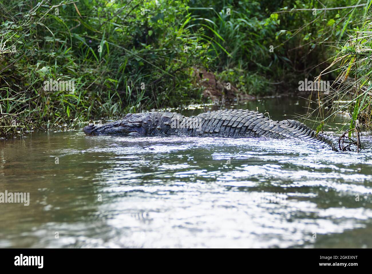 Morto per un motivo sconosciuto (la specie è caratterizzata da un'alta superstibilità) mugger (Crocodylus palustris kimbula), in un torrente stretto. Palude Foto Stock