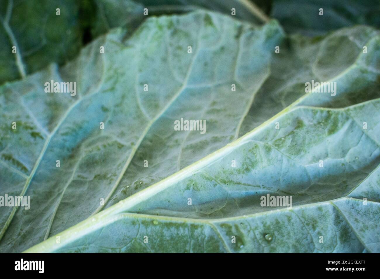 Primo piano del retro di un kale toscano / Lacinato che mostra costolette e viste Foto Stock