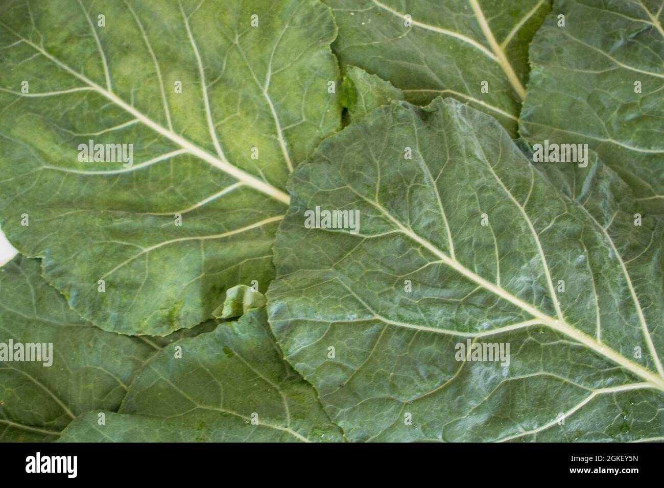 Guardando giù su un mucchio di verde sparso Lacinato kale / cavolo nero Foto Stock