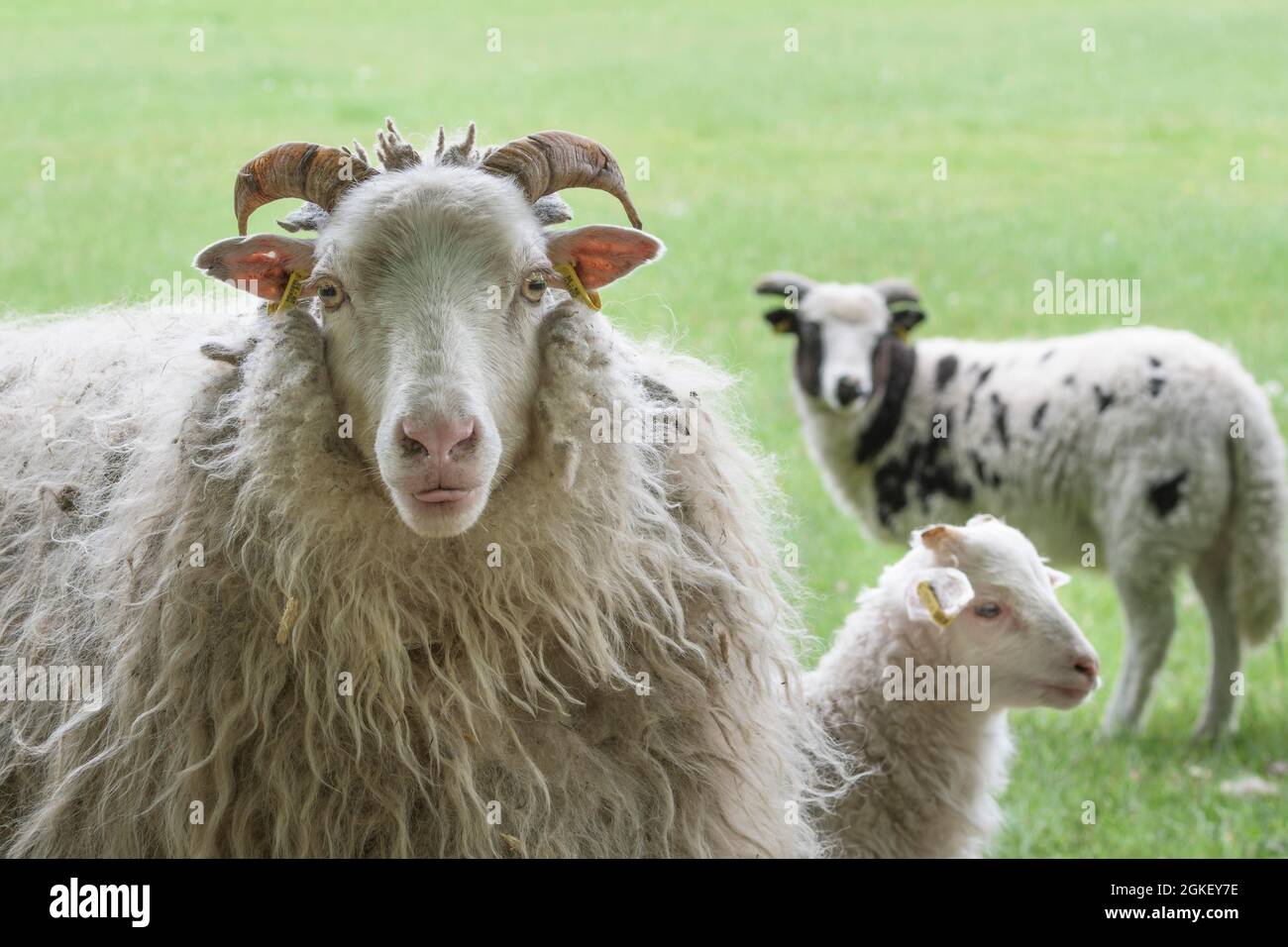 Serpenti pagani bianchi corni con agnello, pecora domestica di Giacobbe (ovis gmelini aries) Foto Stock