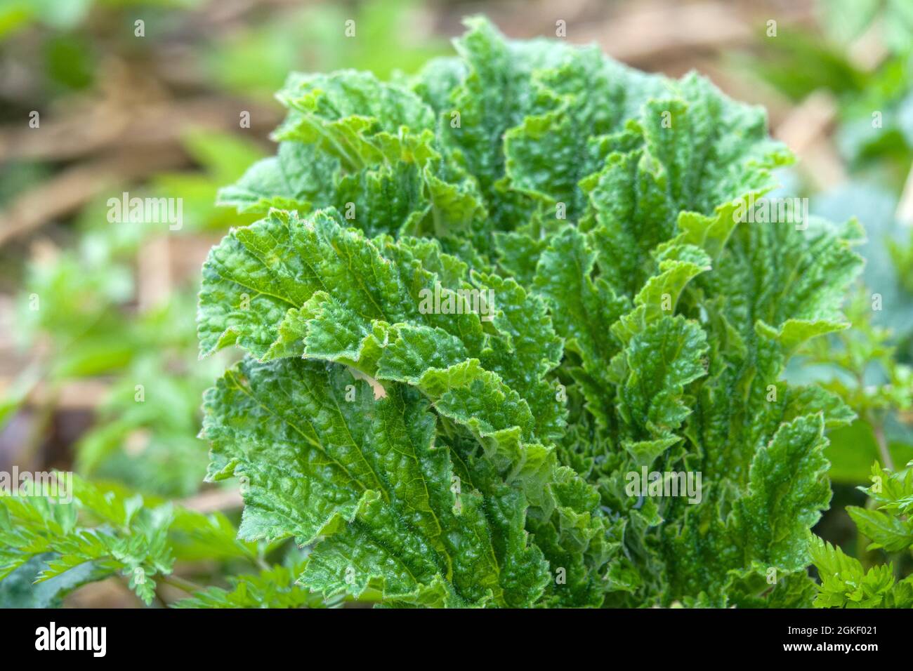 Potenti tiri dell'alga (possibilmente Heracleum sosnowskyi o kiskies, Heracleum sphondylium) in mezzo alla sorgente settentrionale Foto Stock