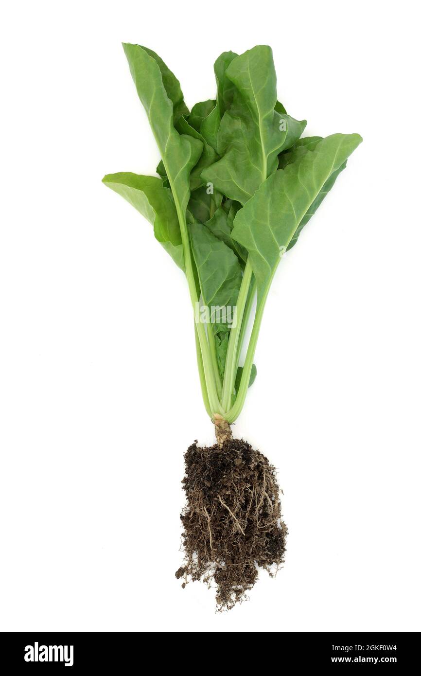 Pianta di spinaci con radice di terra palla e foglie. Super cibo per la spinta immunitaria molto alto in antiossidanti, vitamine e minerali. Su sfondo bianco. Foto Stock