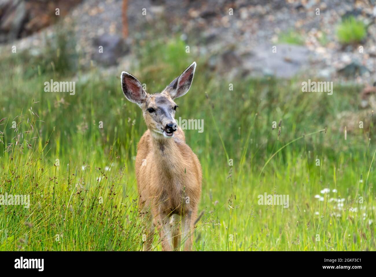 Colorado femmina muli cervo mangiare e masticare erba in un prato Foto Stock