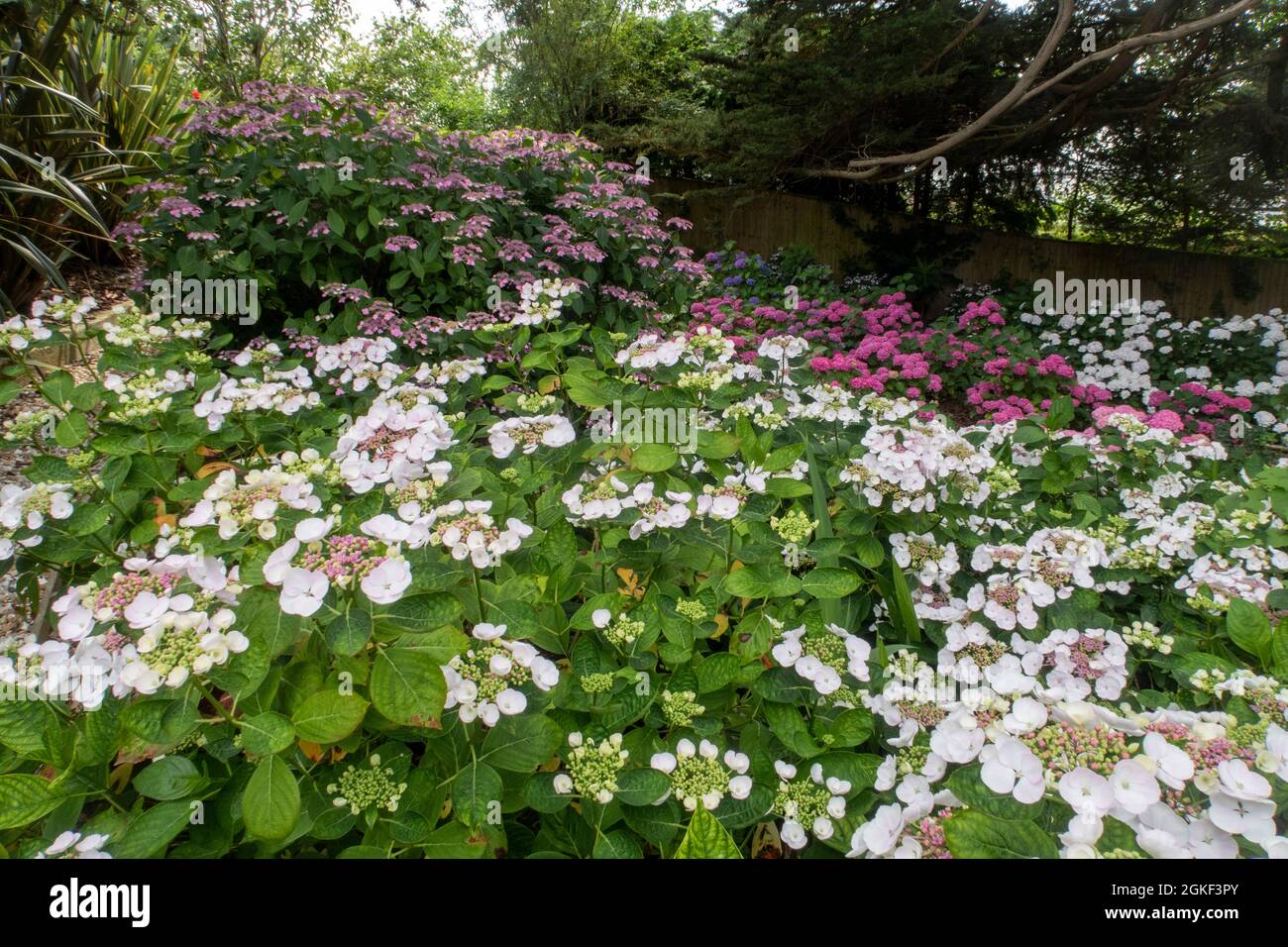 Lacecap hydrangea Teller Bianco con hydrangea Blue Wave (Mariesii Perfecta) dietro in un ambiente boschivo Foto Stock