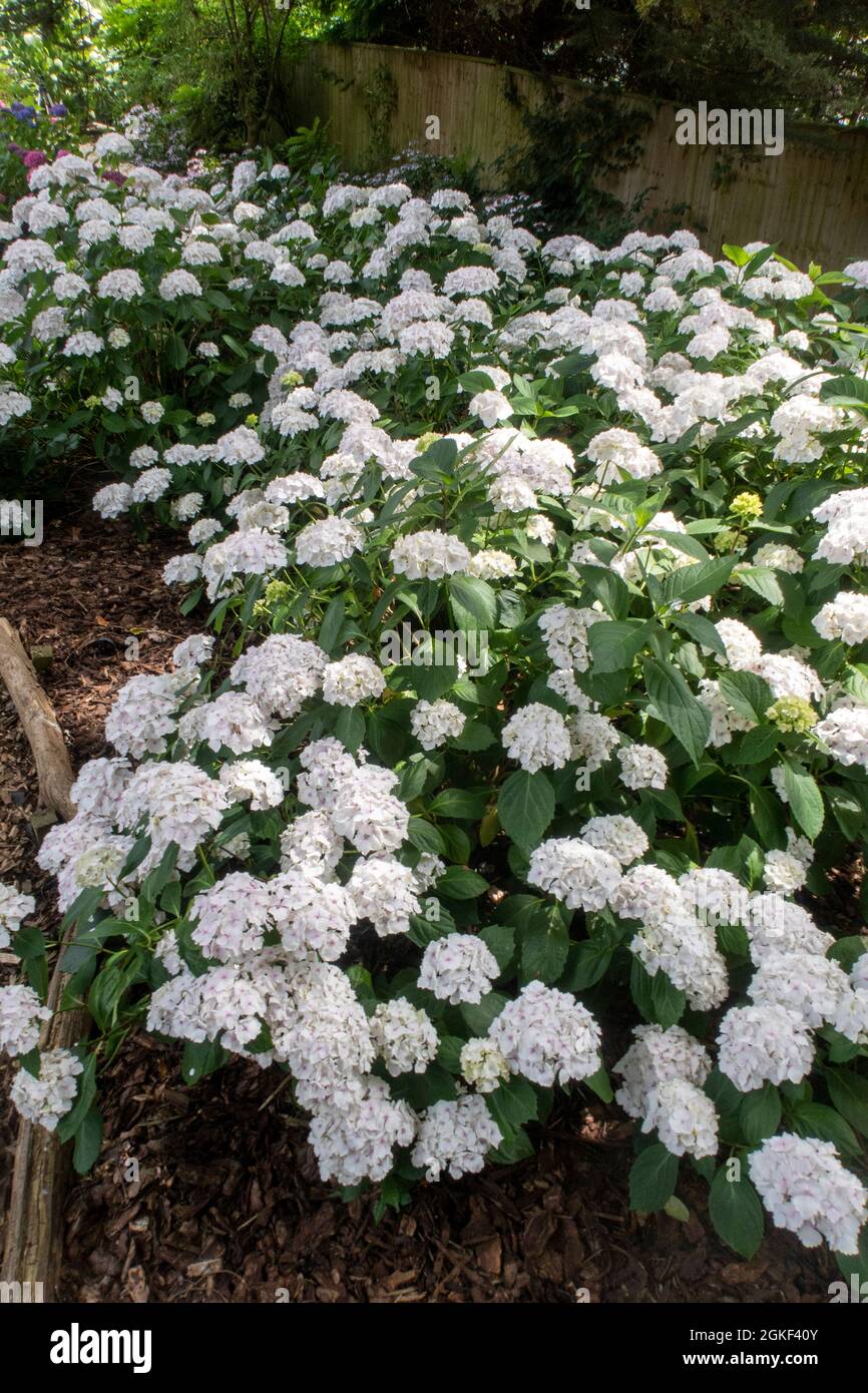 White Hydrangea macrophylla, Motesta Madame Emile Mouillere piantato in massa in un giardino boschivo, Devon, Regno Unito Foto Stock