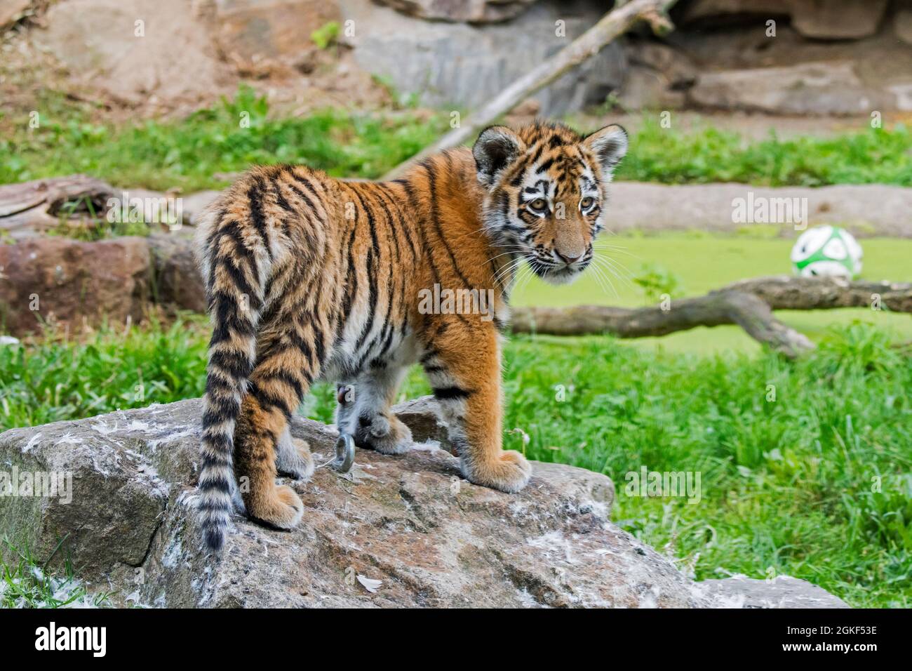 Tigre siberiana (Panthera tigris altaica) cub al Duisburg Zoo, giardino zoologico nel Nord Reno-Westfalia, Germania Foto Stock