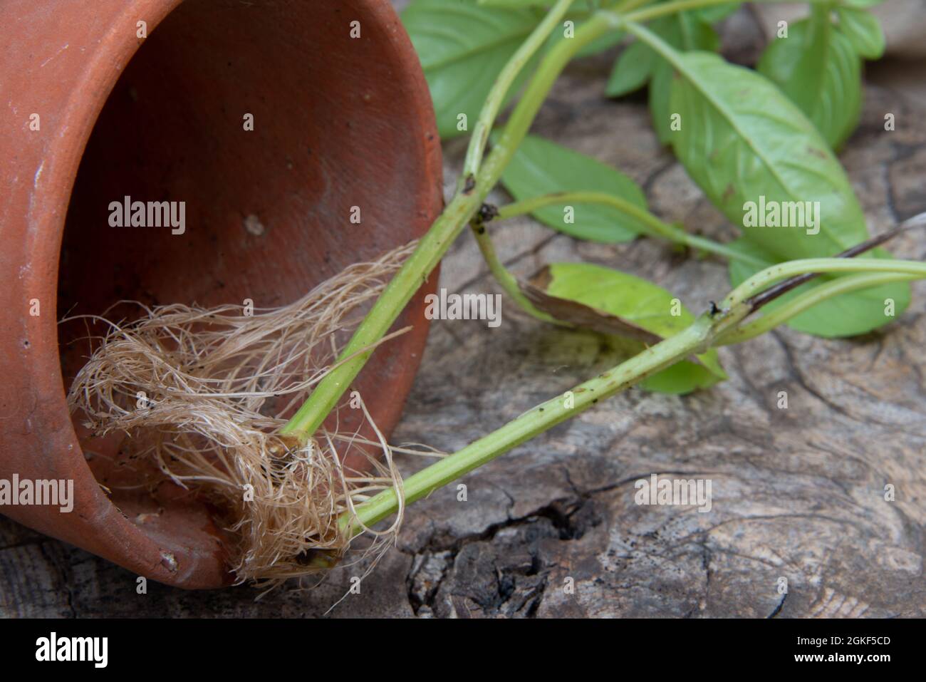 Taglio di basilico radicato in acqua pronto per il potting. Con pentola di argilla fuori primo piano. Foto Stock