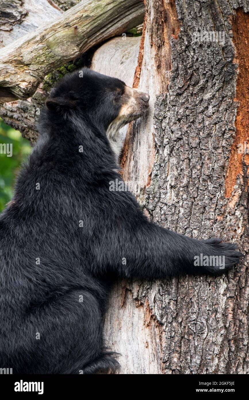 Orso spettacolare / orso andino (Tremarctos ornatus) solo orso nativo del Sud America arrampicata albero in zoo Foto Stock