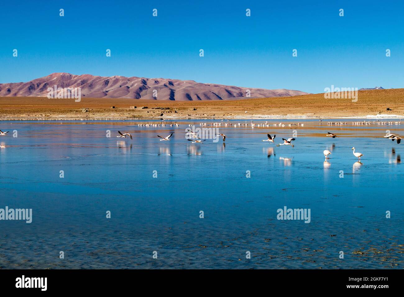 Lago di Laguna Collpa in Reserva Nacional de Fauna l'area protetta di Andina Eduardo Avaroa è piena di fenicotteri, Bolivia Foto Stock