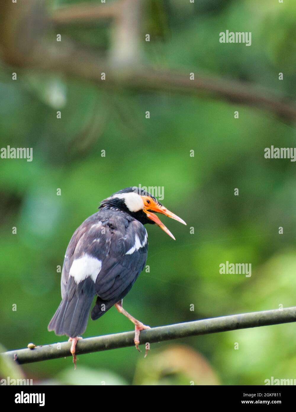 Il pied myna o Asian pied starling è una specie di Starling ha trovato nel subcontinente indiano e del sud-est asiatico. Foto Stock