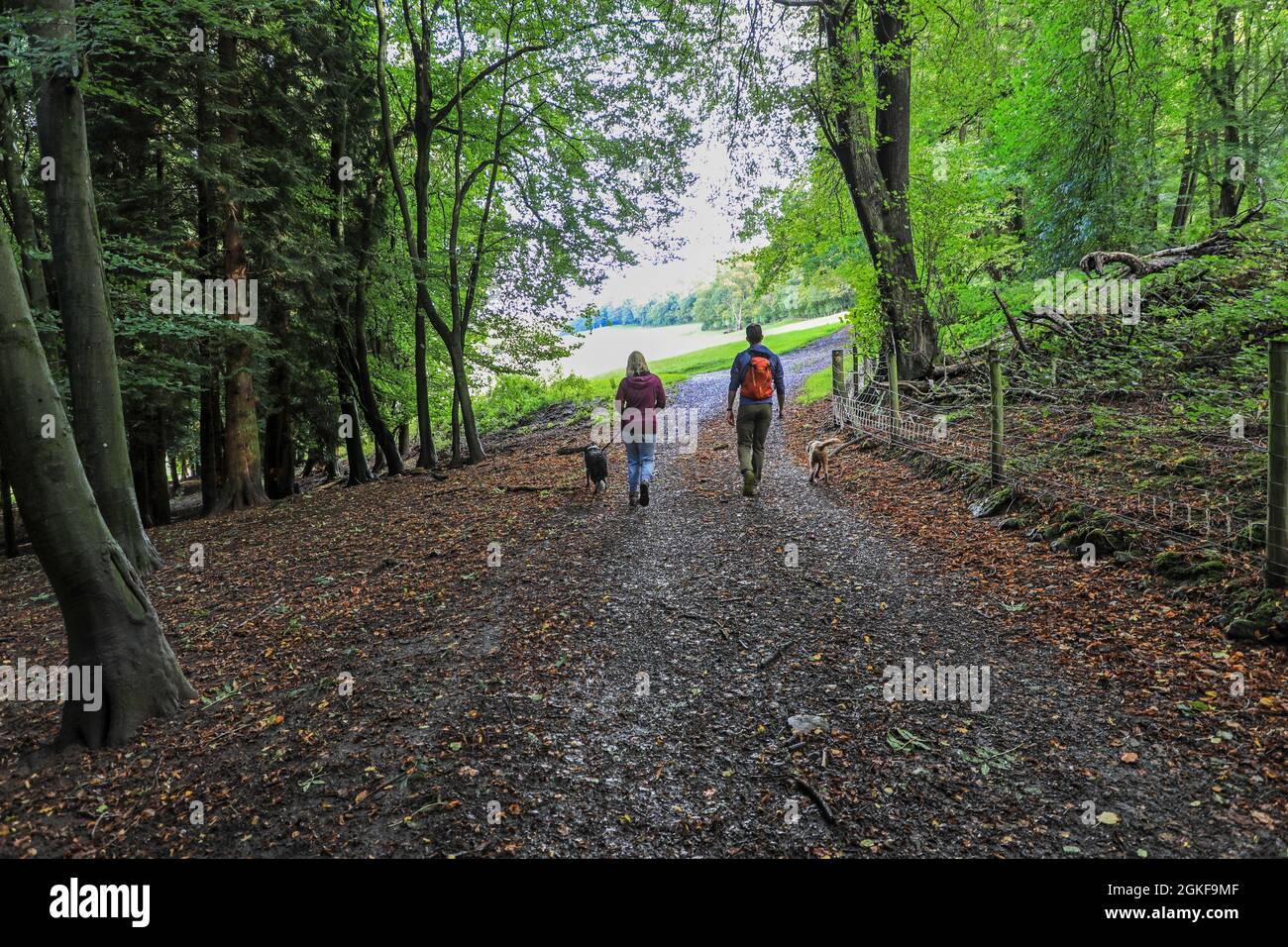 Due persone, una coppia, un uomo e una donna, camminando i loro cani nella valle del fiume Wye, Foresta di Dean, Gloucestershire, Inghilterra, Regno Unito Foto Stock