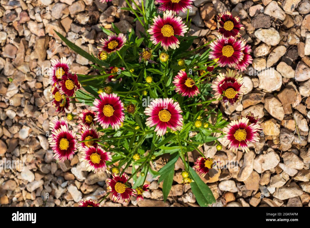 Leading Lady 'Iron Lady' Coreopsis, una cultivar piantata in un letto da giardino con pacciame di roccia. Kansas, Stati Uniti. Foto Stock