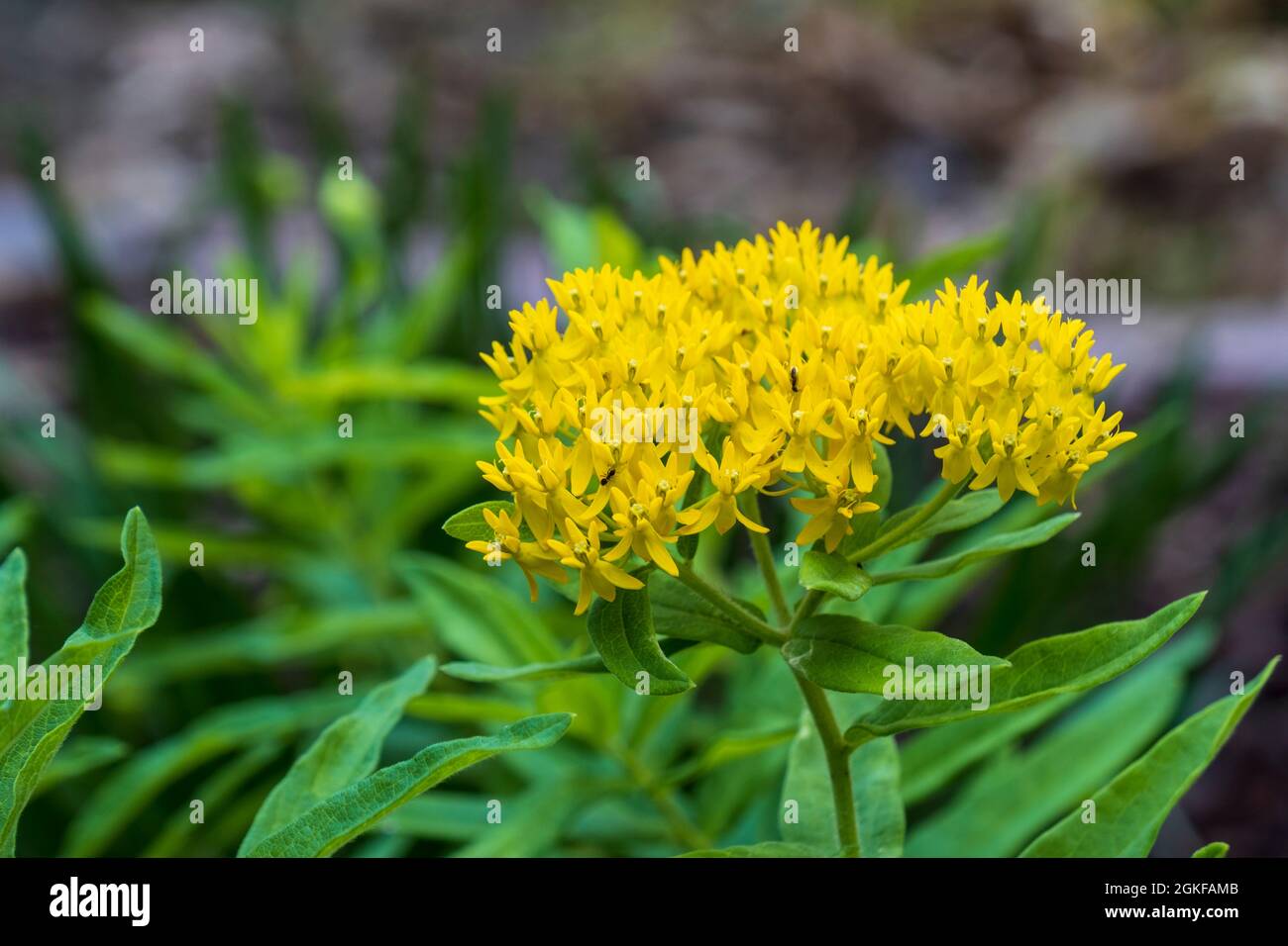 Asclepias tuberosa, varietà gialla di erbe o di alghe di latte "Hello Yellow". Primo piano. Kansas, Stati Uniti. Foto Stock