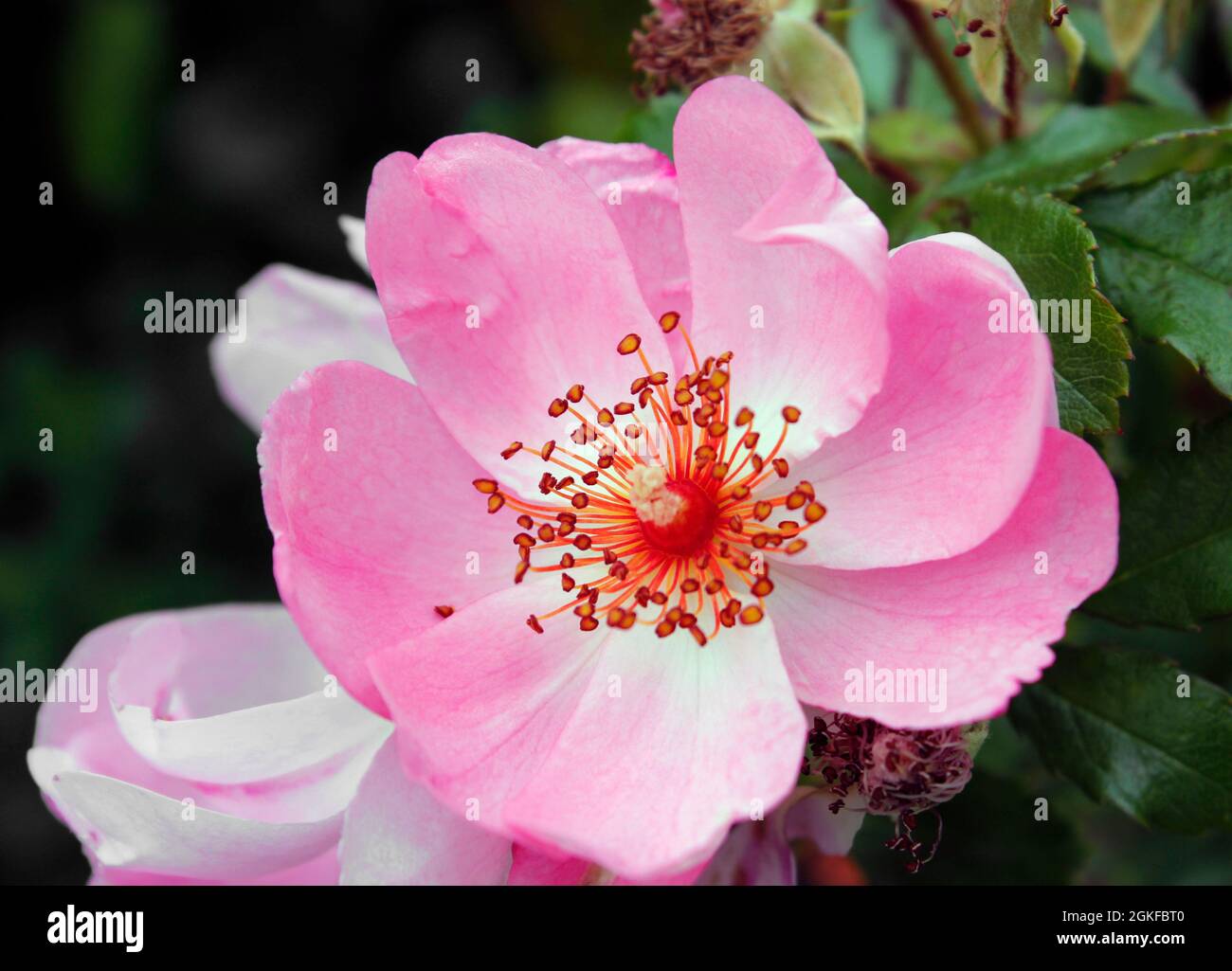 Primo piano di un fiore rosa singolo leggermente fragrante sul roseto Rosa 'weet haze' a fine estate Foto Stock